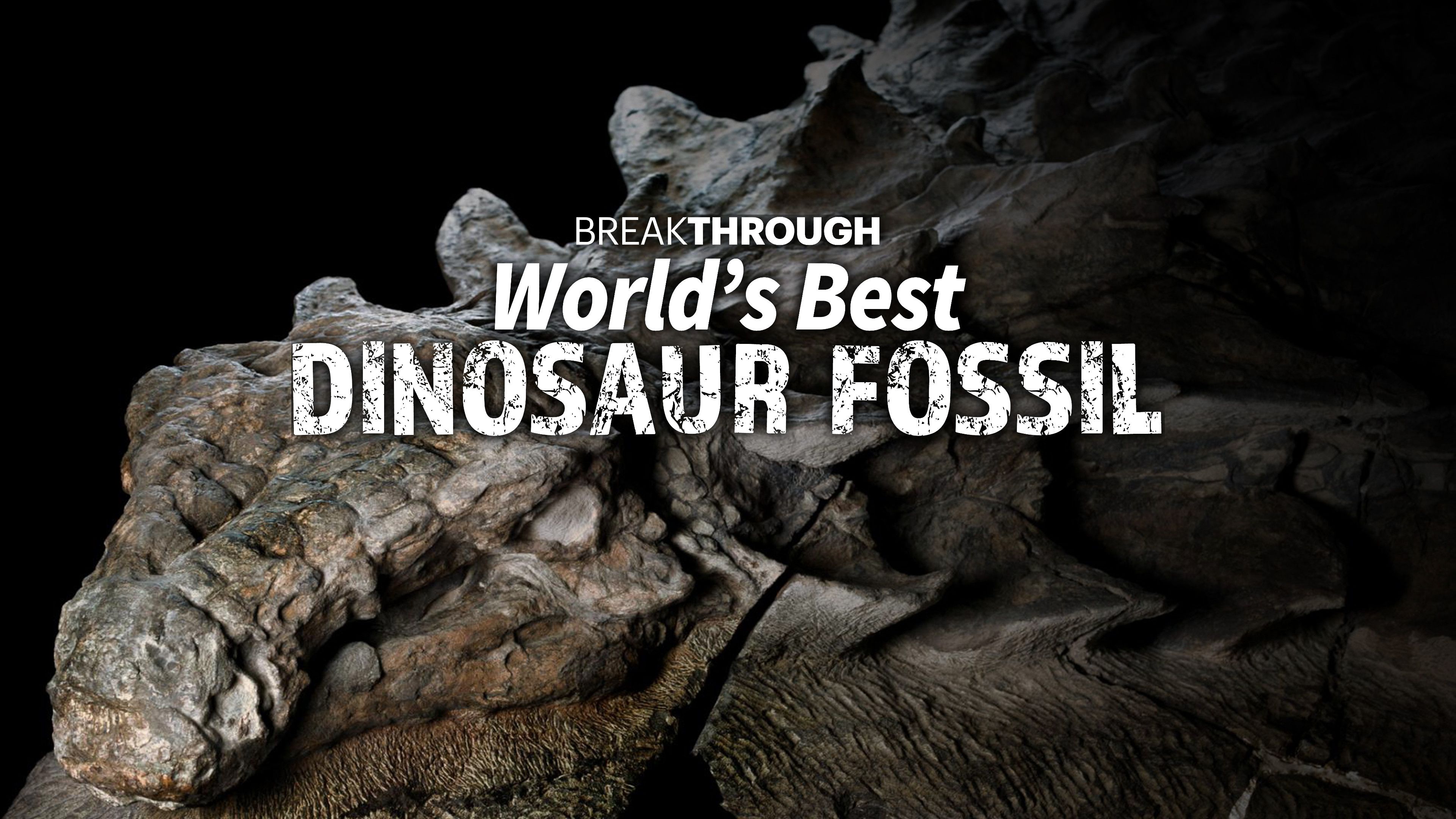 World's Best Dinosaur Fossil