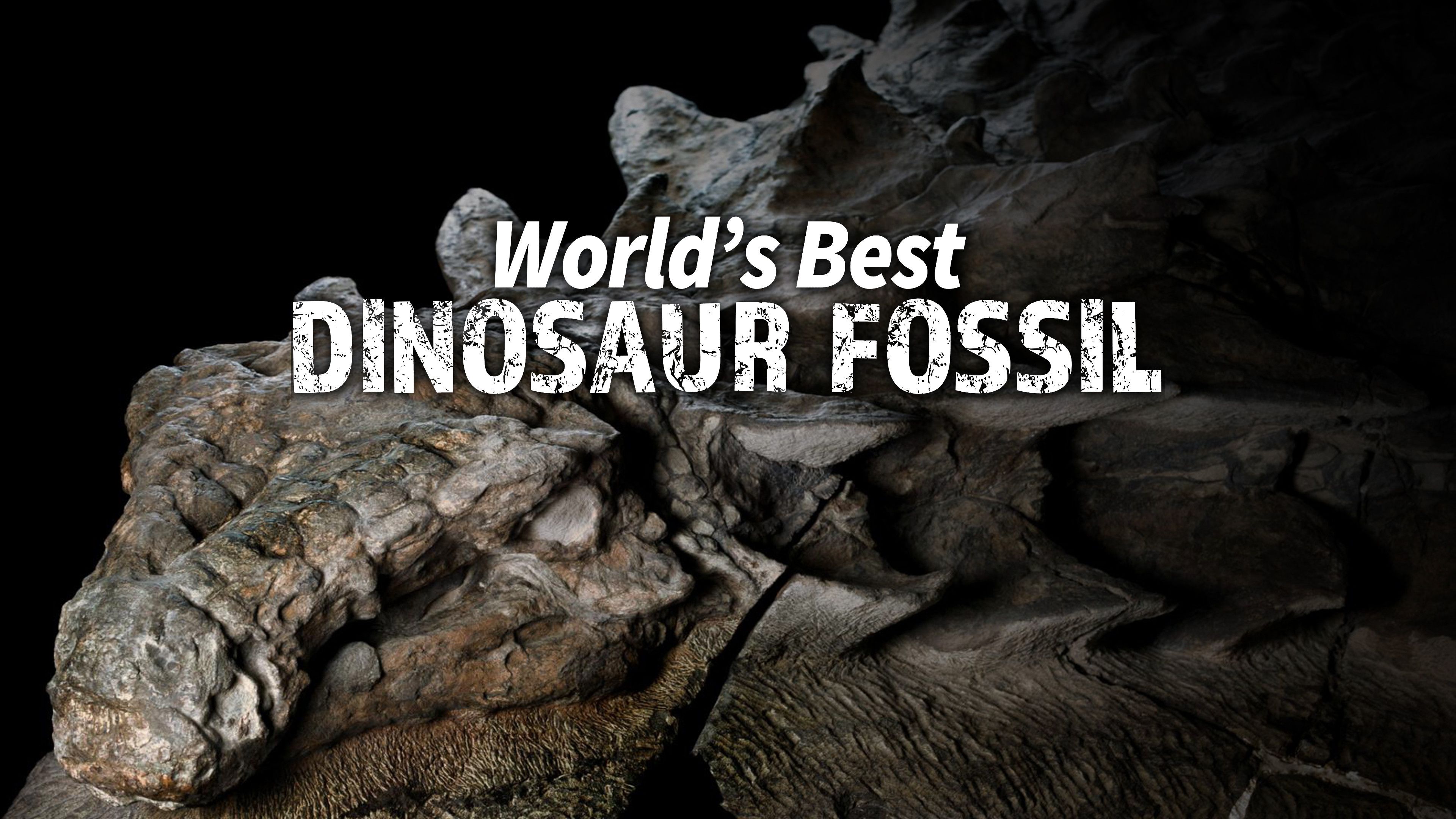 World's Best Dinosaur Fossil