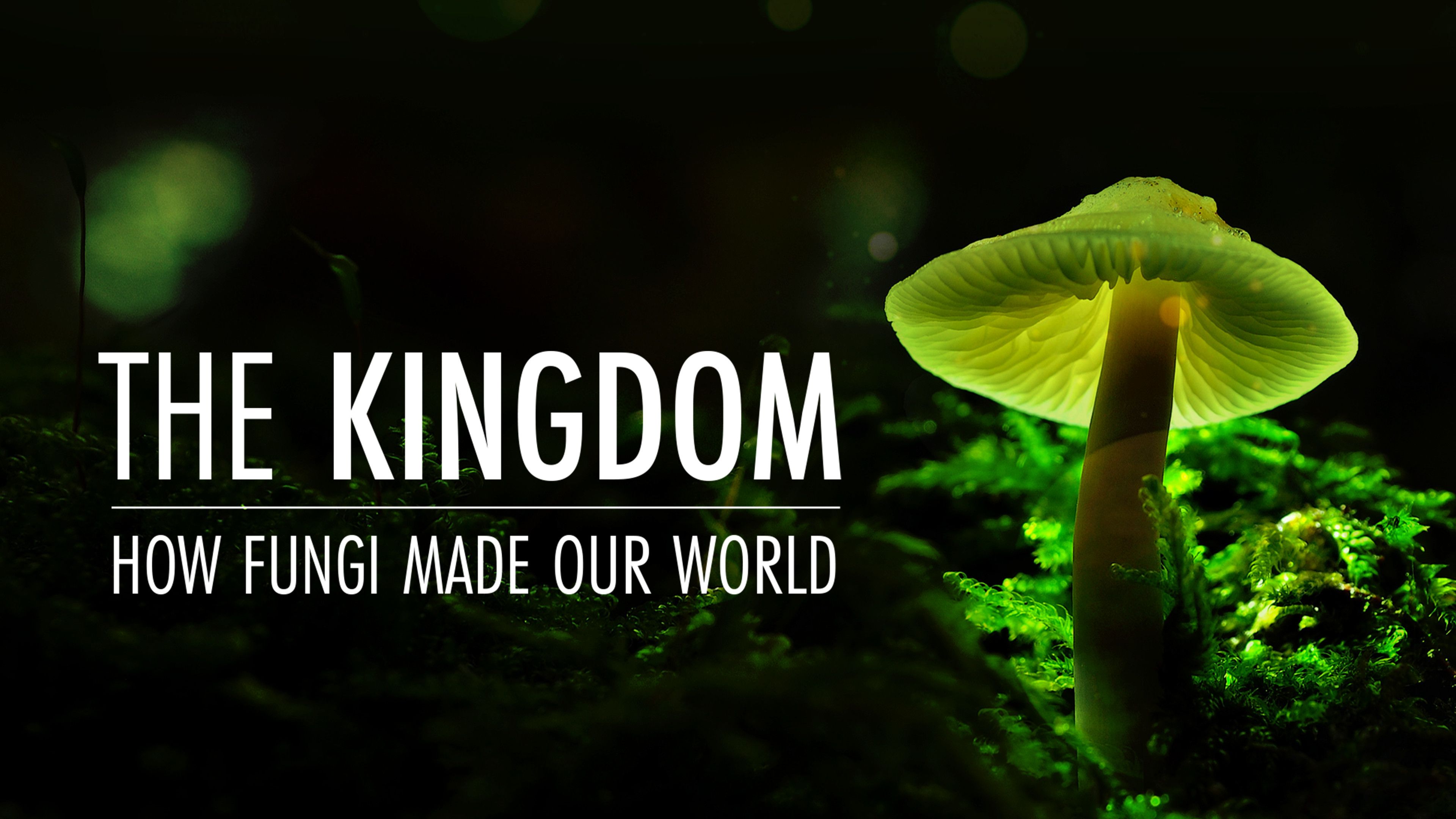 The Kingdom: How Fungi Made Our World
