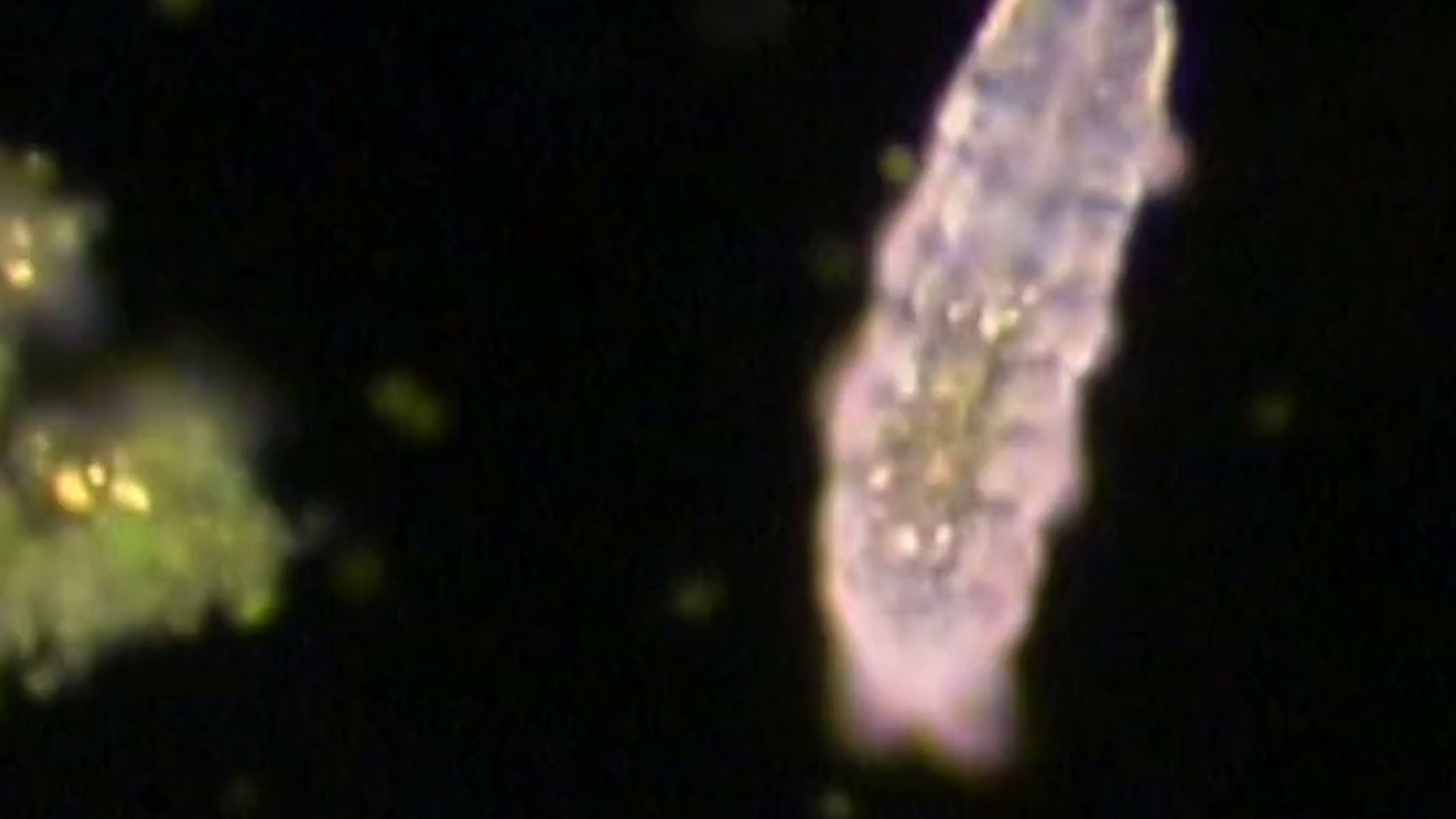 Extremophiles