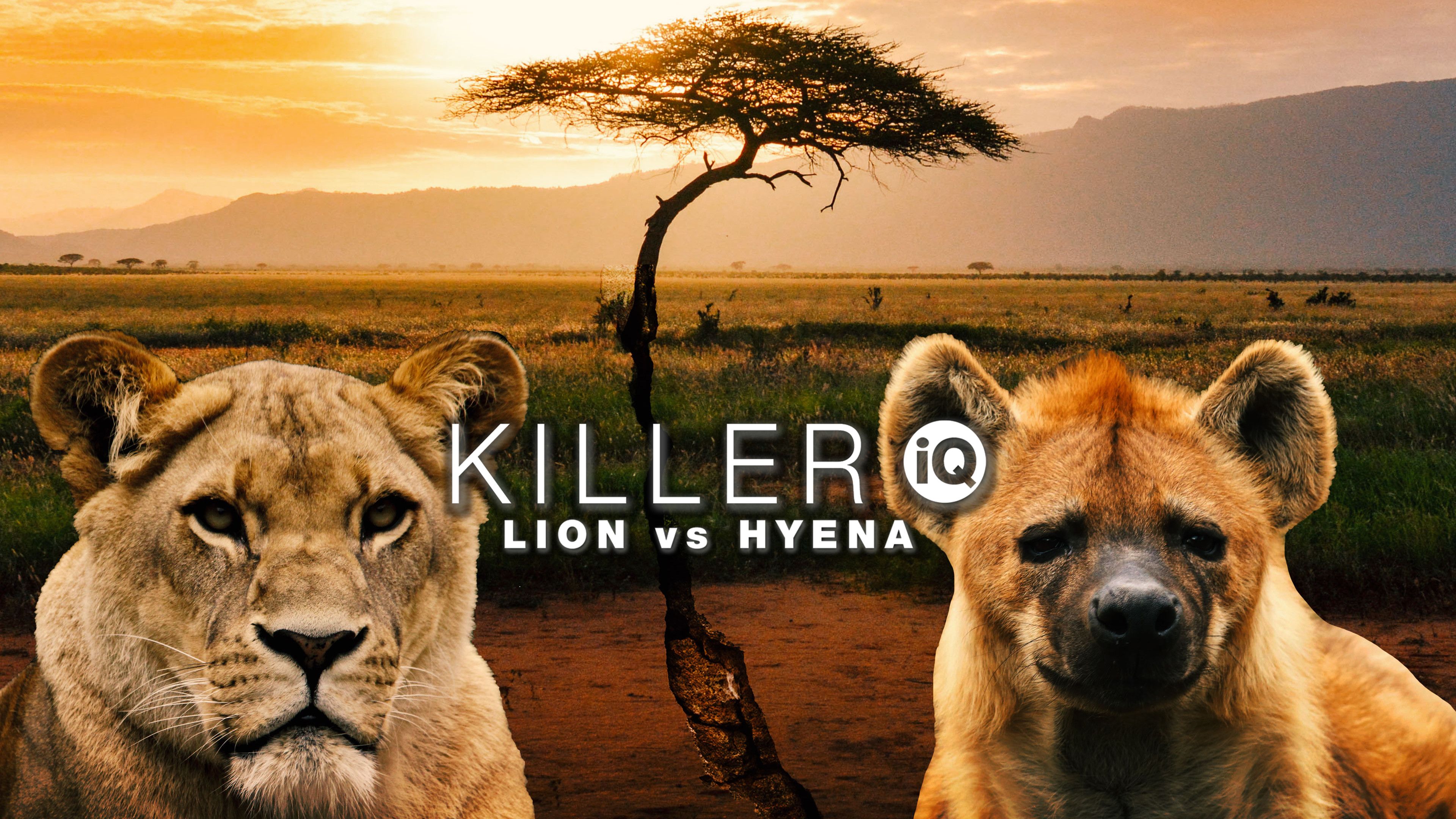 Killer IQ - Lion Vs. Hyena
