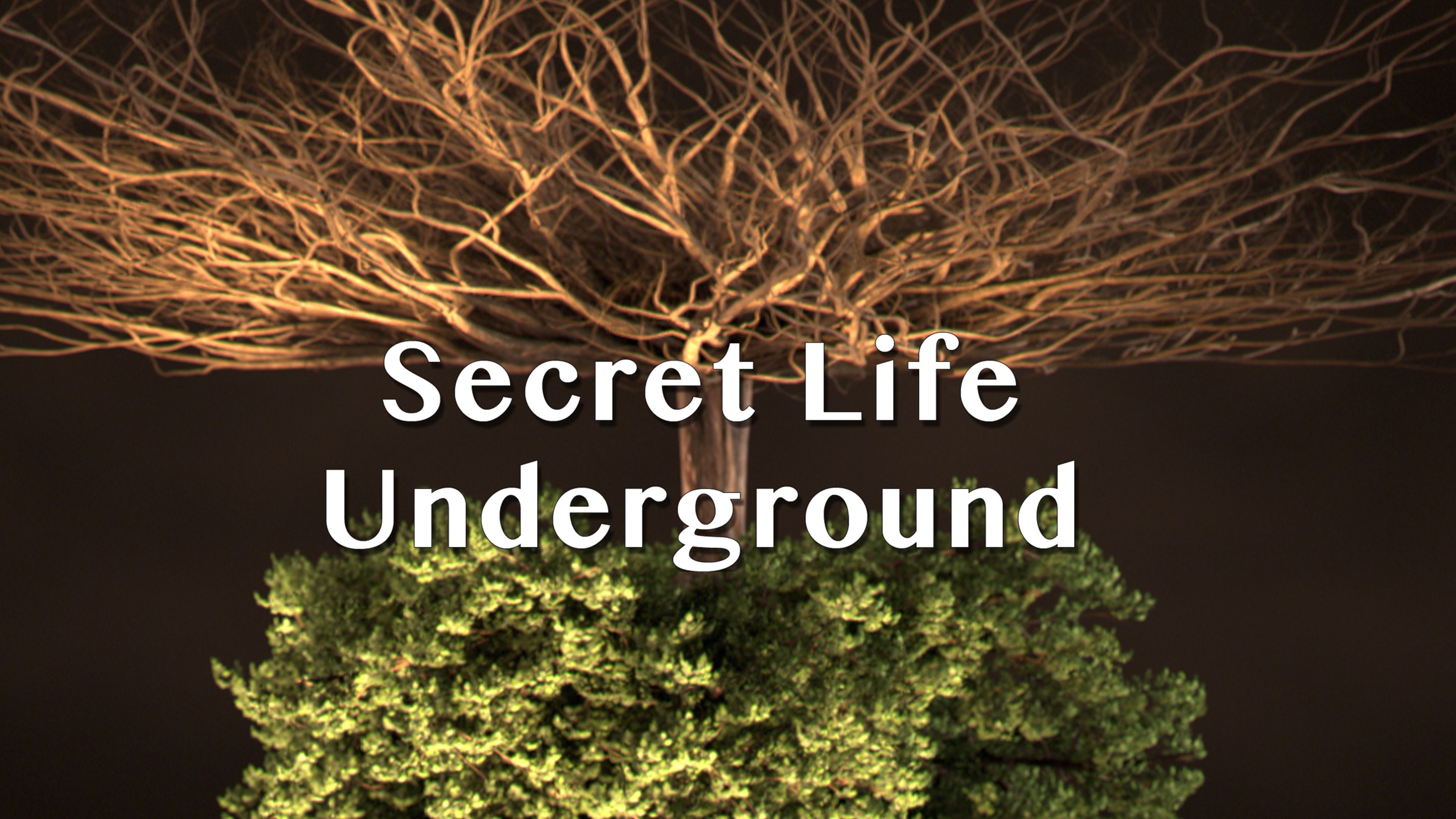 Secret Life Underground