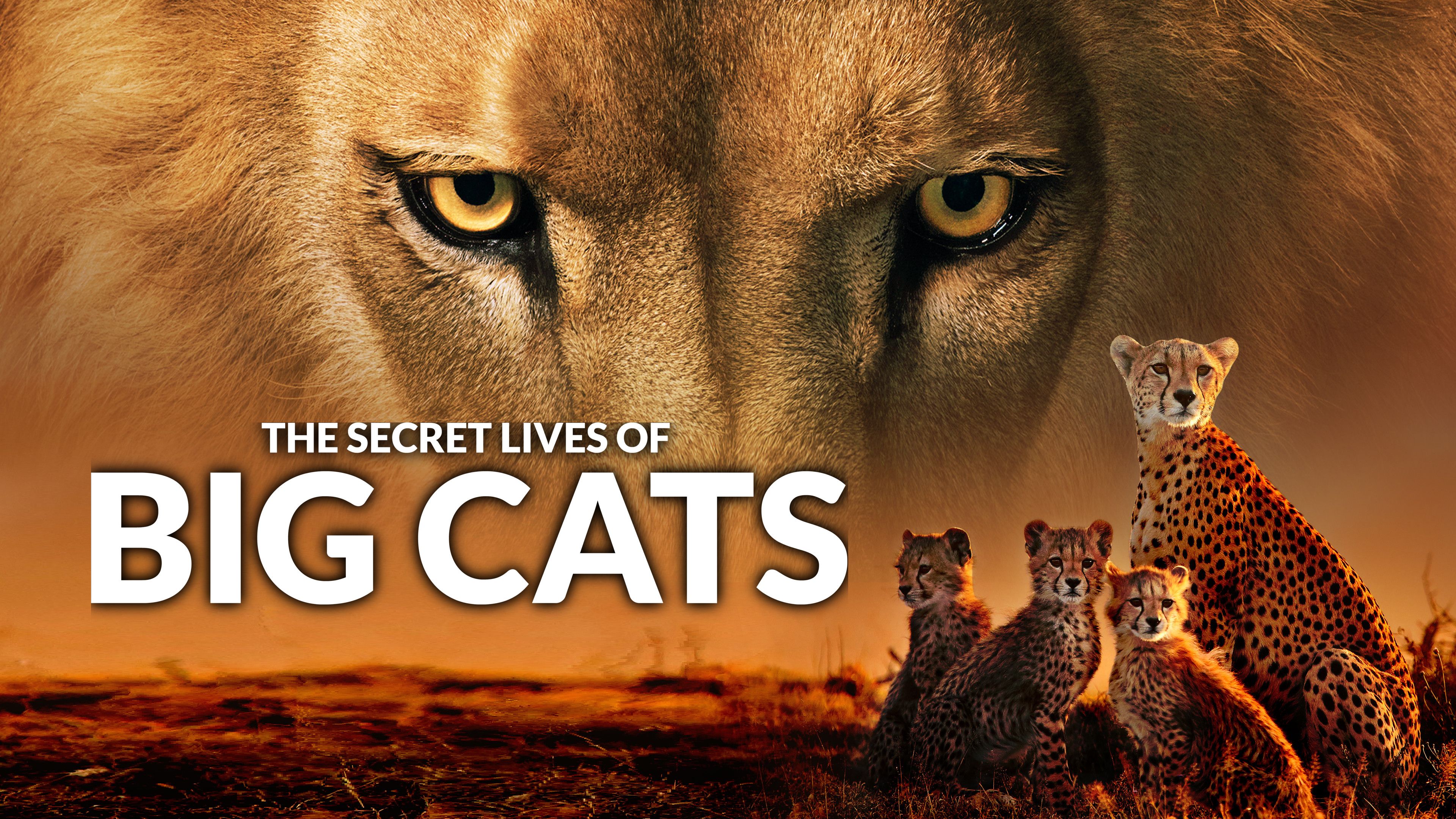 The Secret Lives Of Big Cats