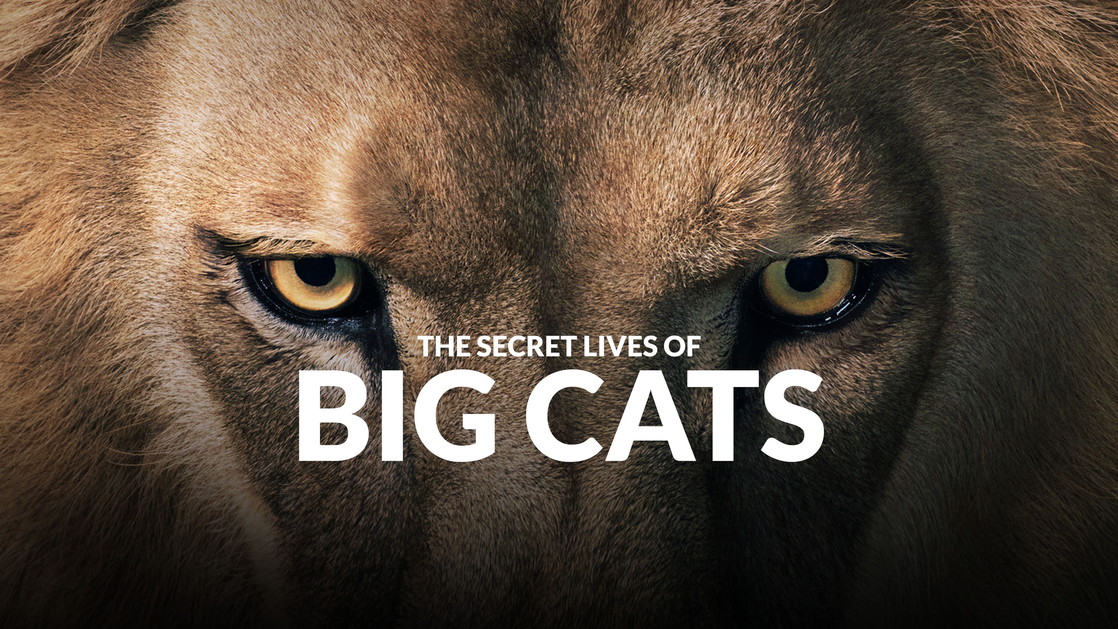 The Secret Lives Of Big Cats