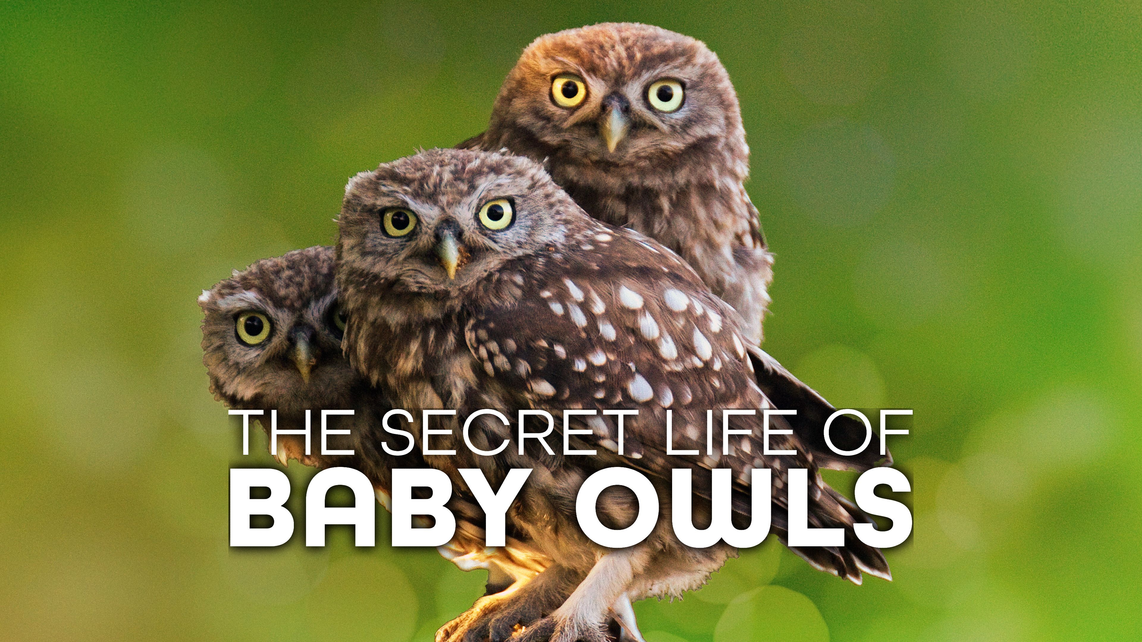 The Secret Life Of Baby Owls