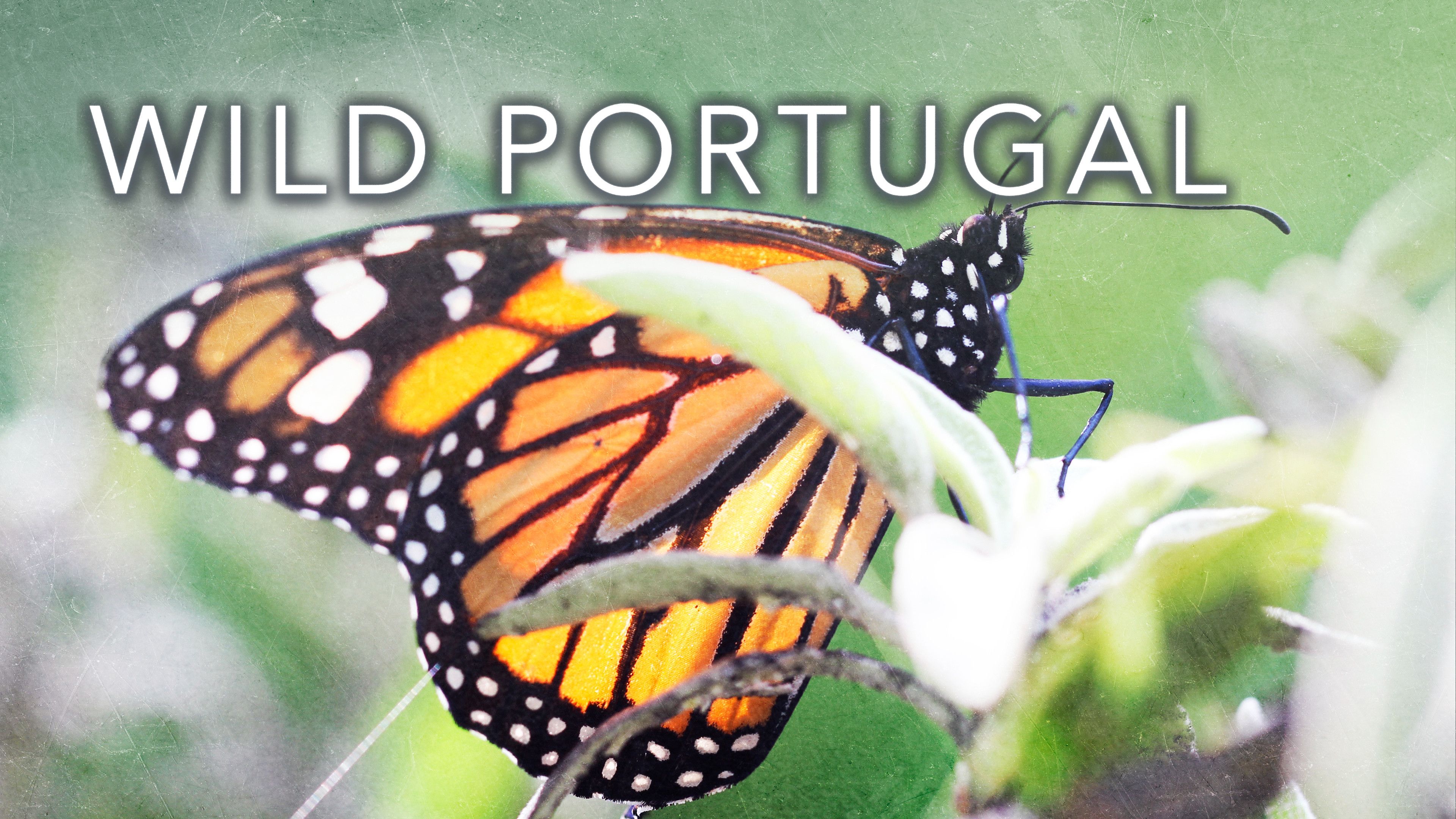 Wild Portugal
