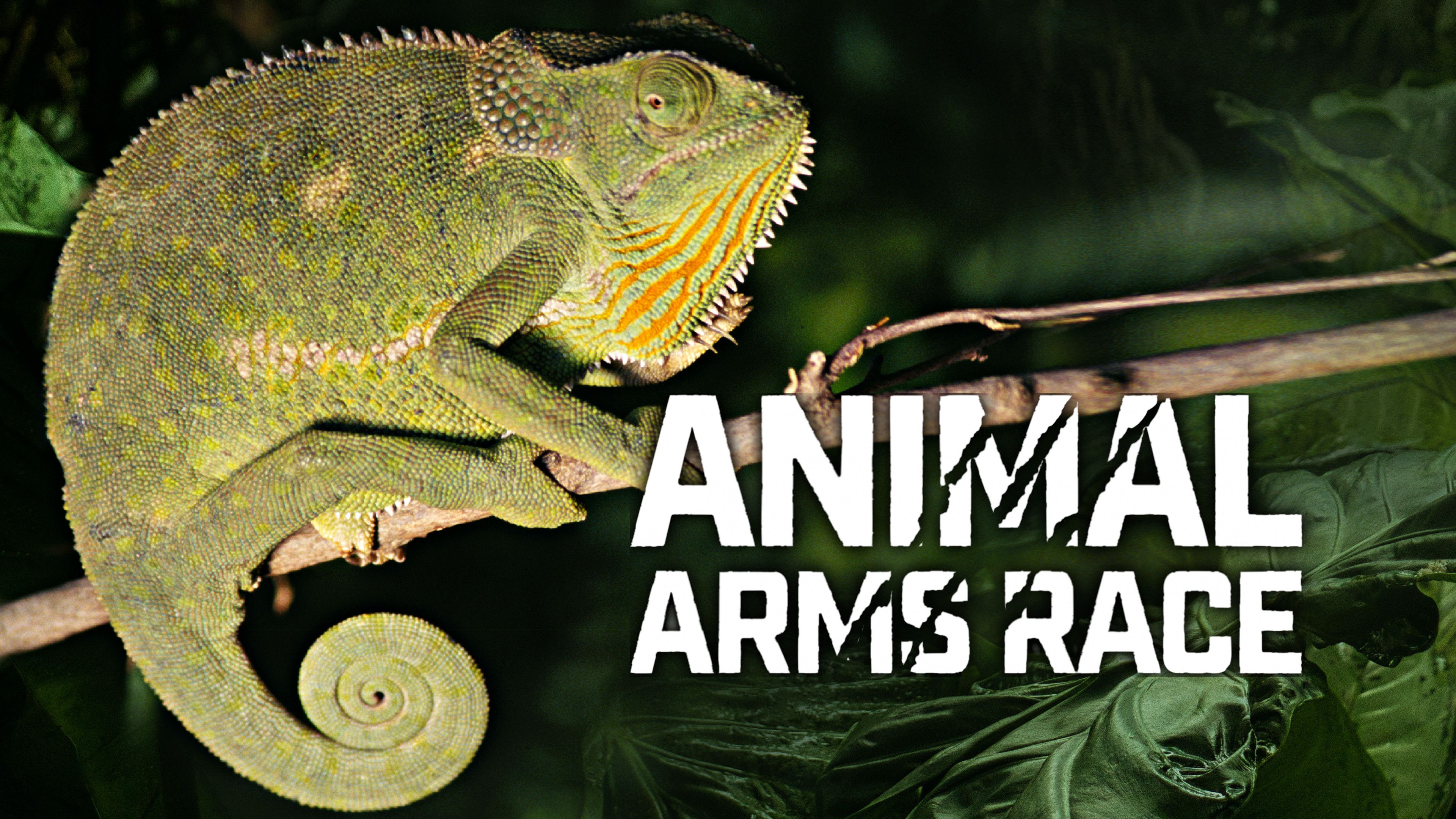 Animal Arms Race