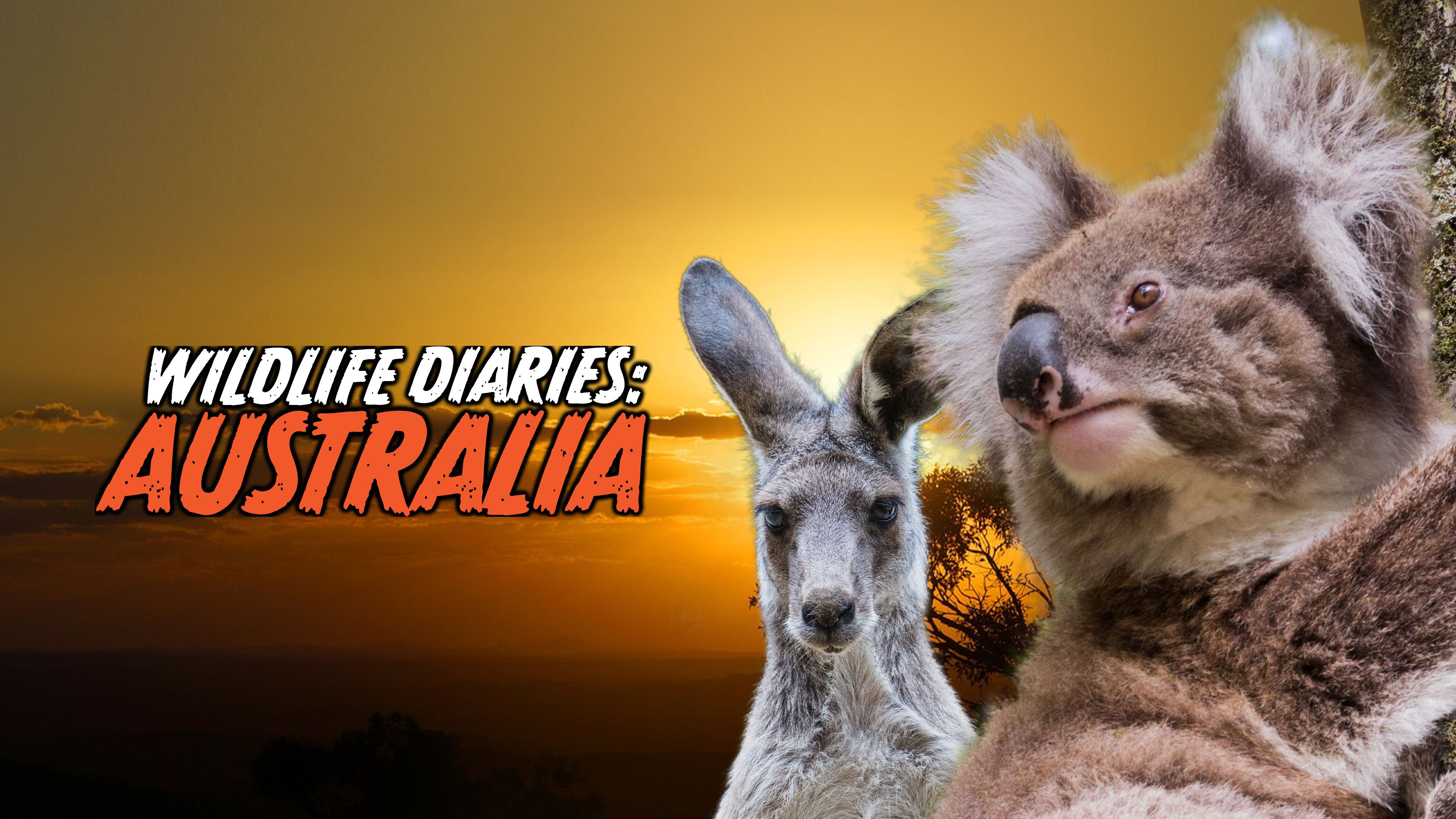 Wildlife Diaries: Australia