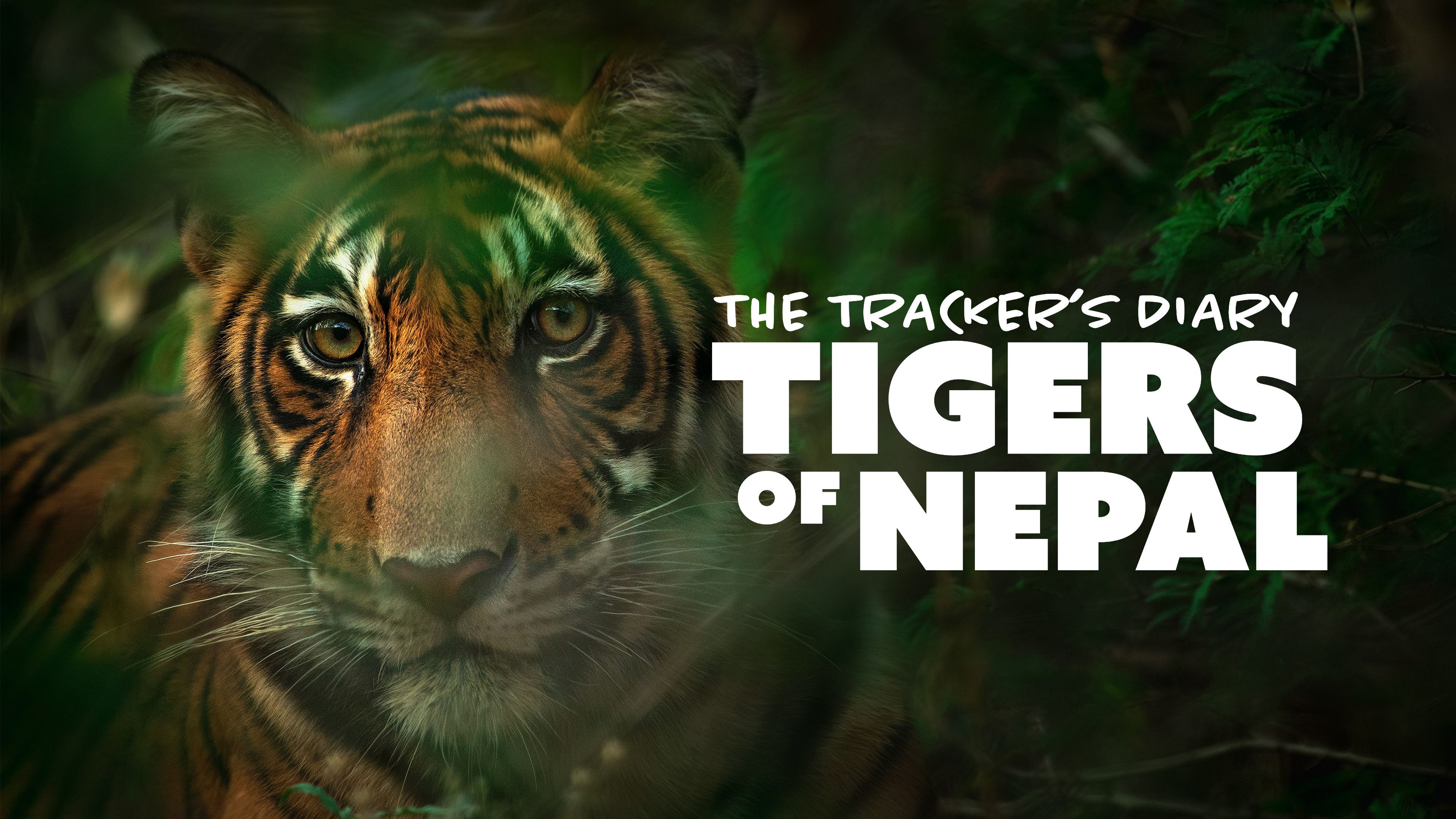 The Tracker’s Diary: Tigers of Nepal