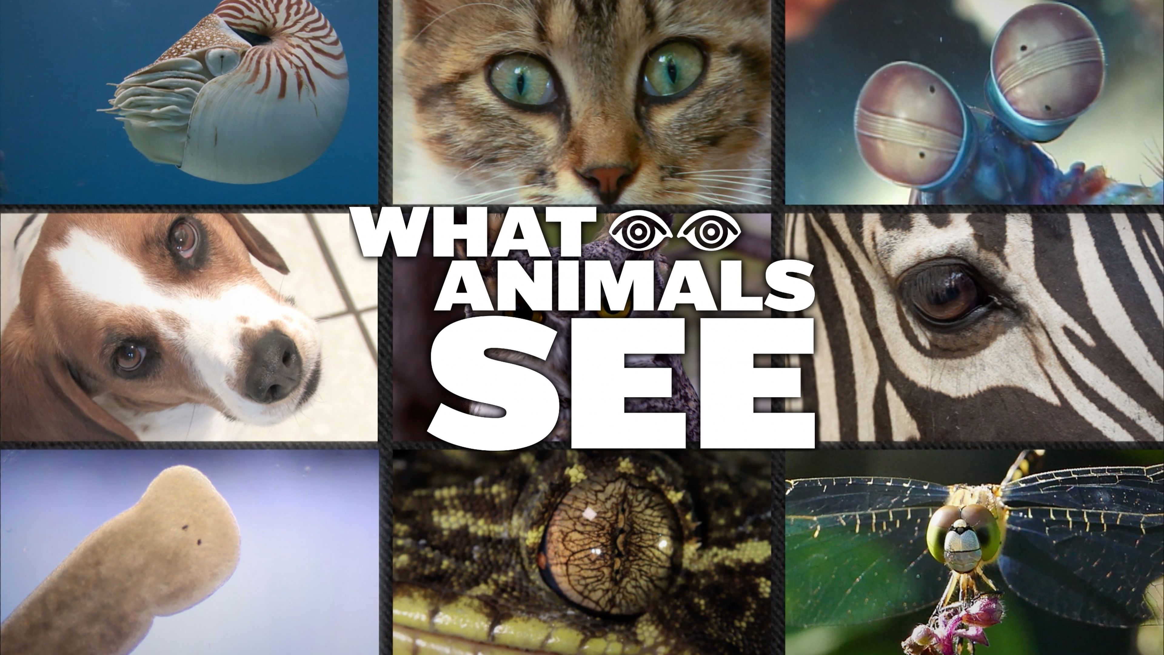 What Animals See