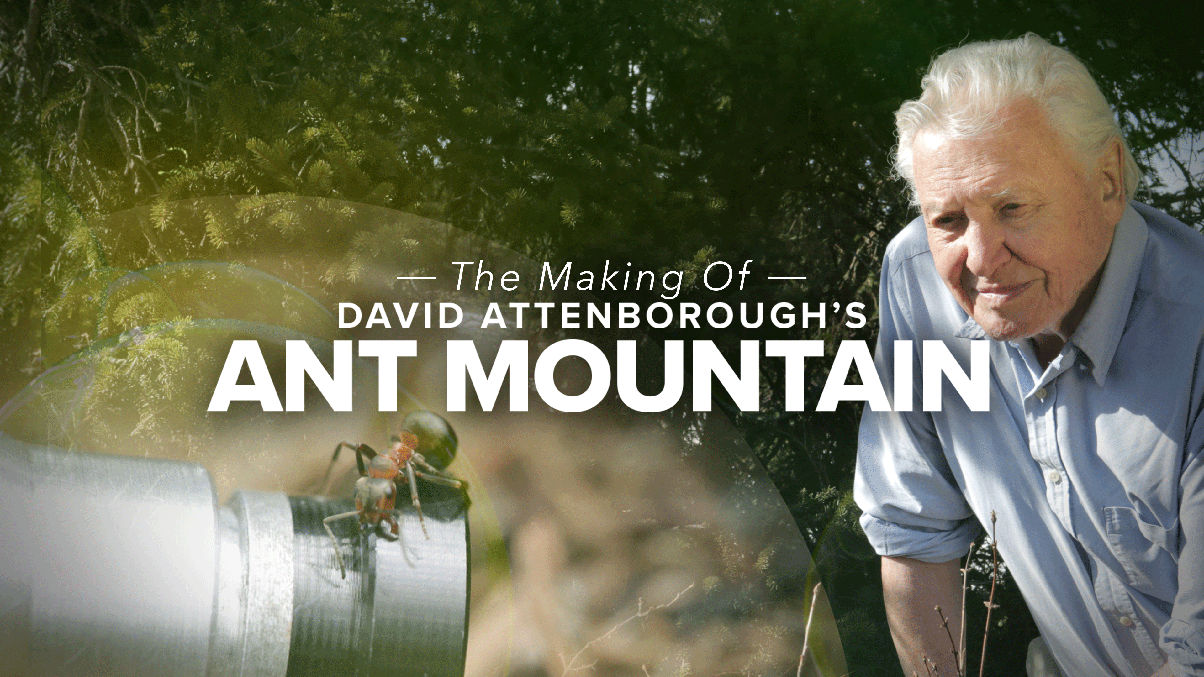 The Making of David Attenborough's Ant Mountain