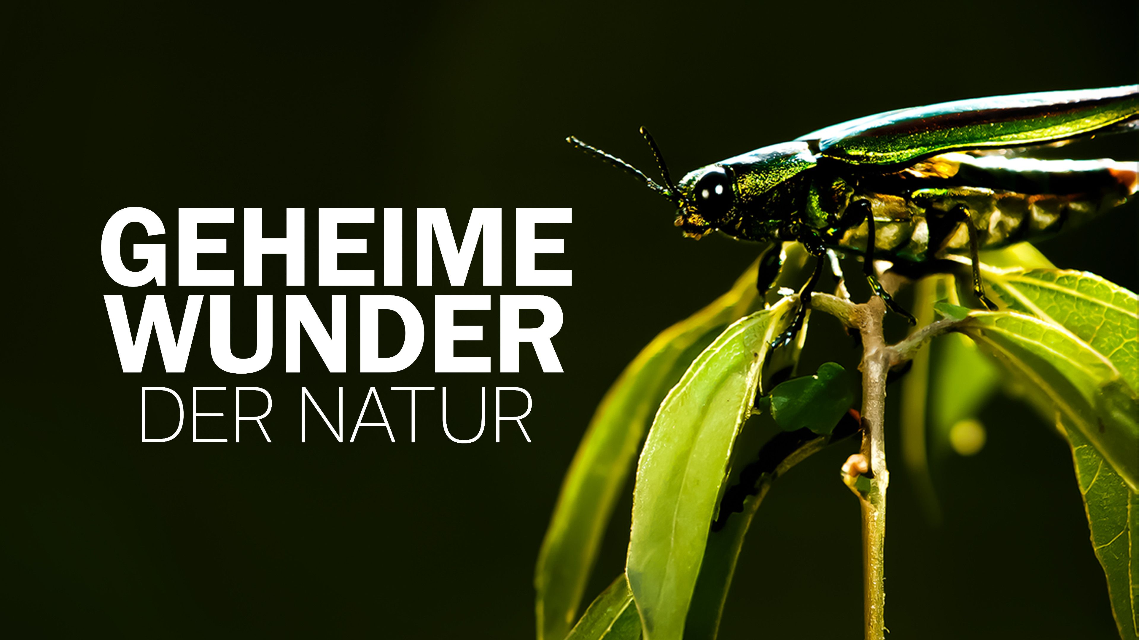 Geheime Wunder der Natur