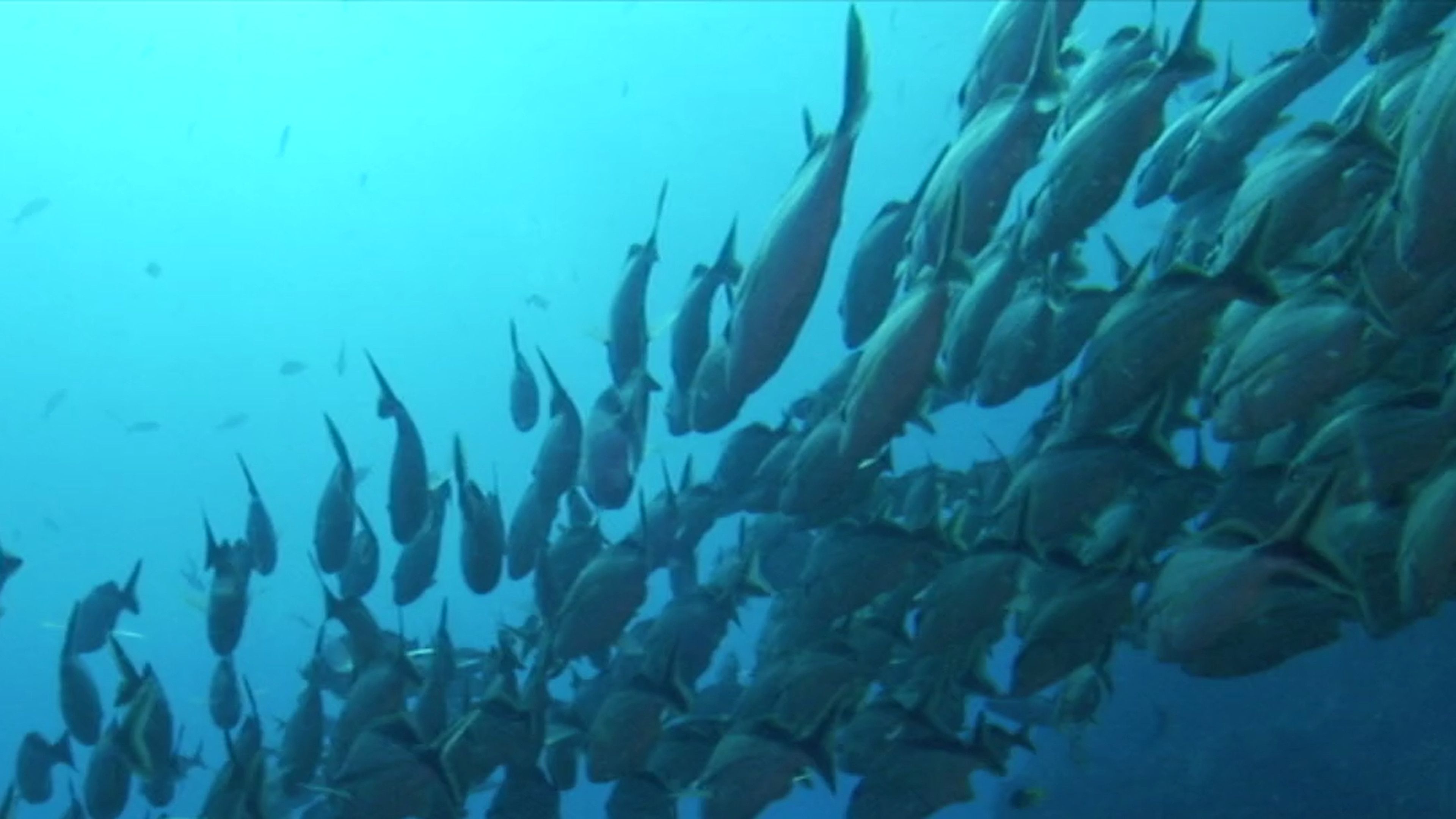 Do Marine Sanctuaries Protect Fish?