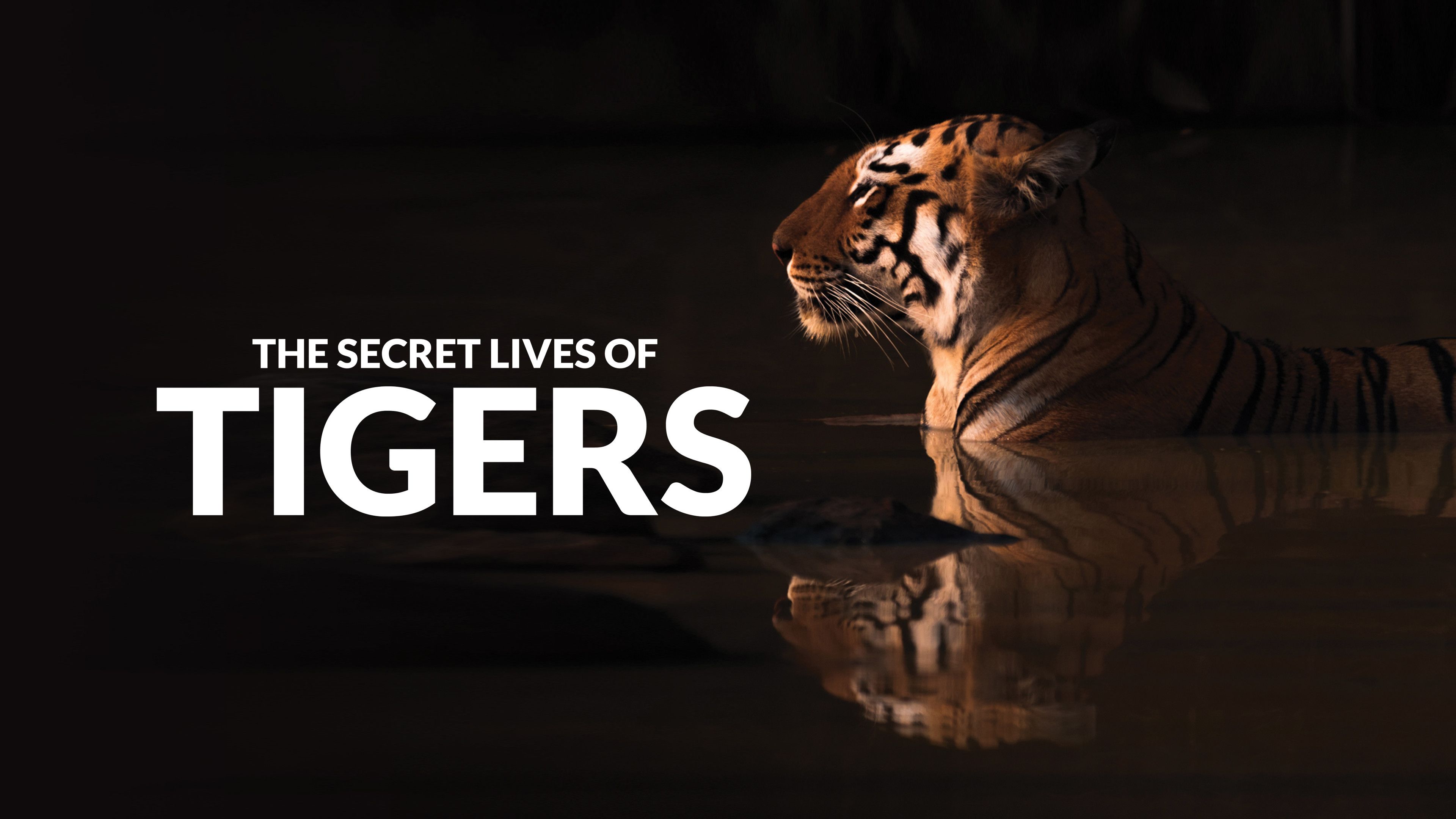 The Secret Lives Of Tigers