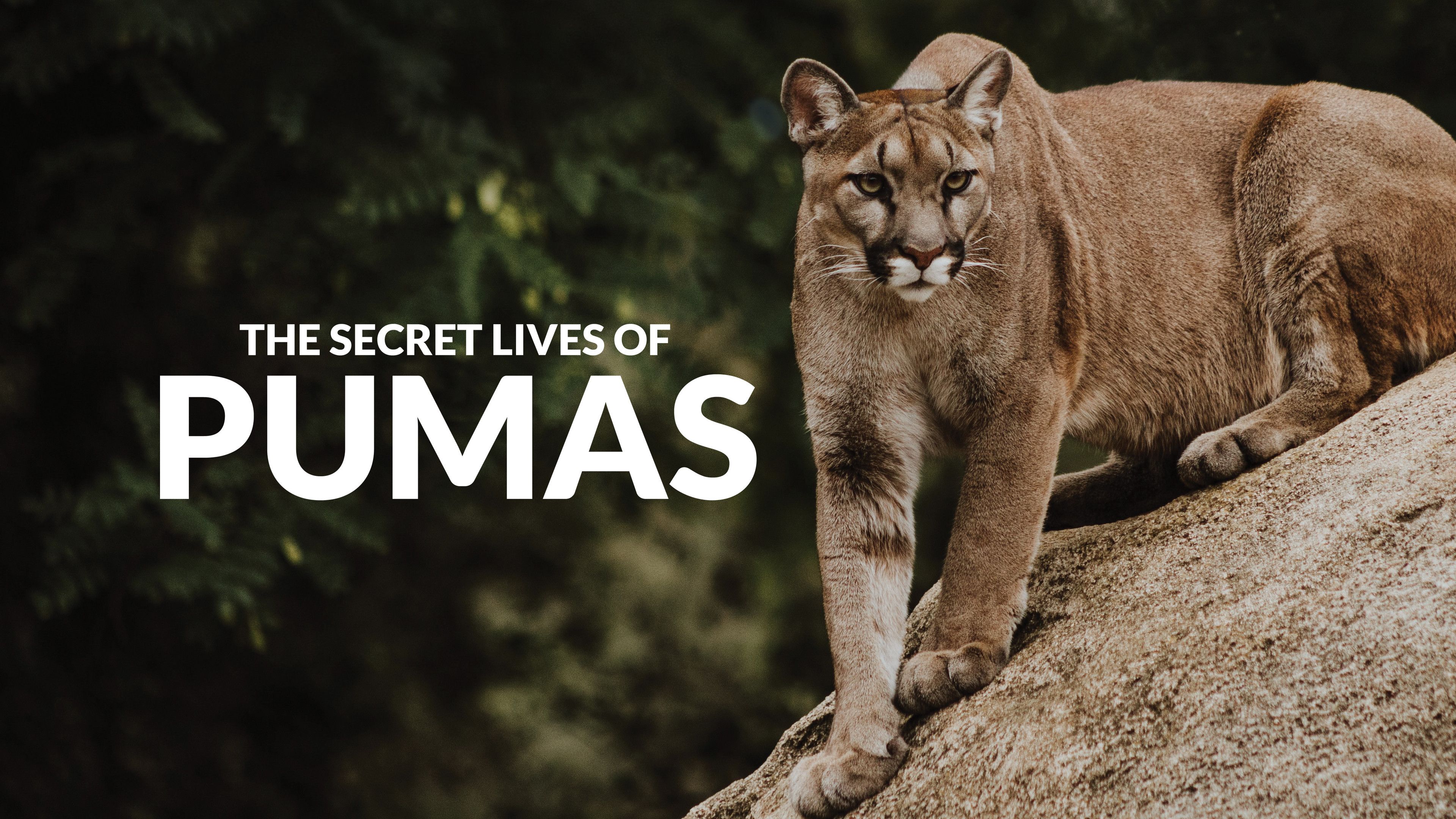 The Secret Lives Of Pumas
