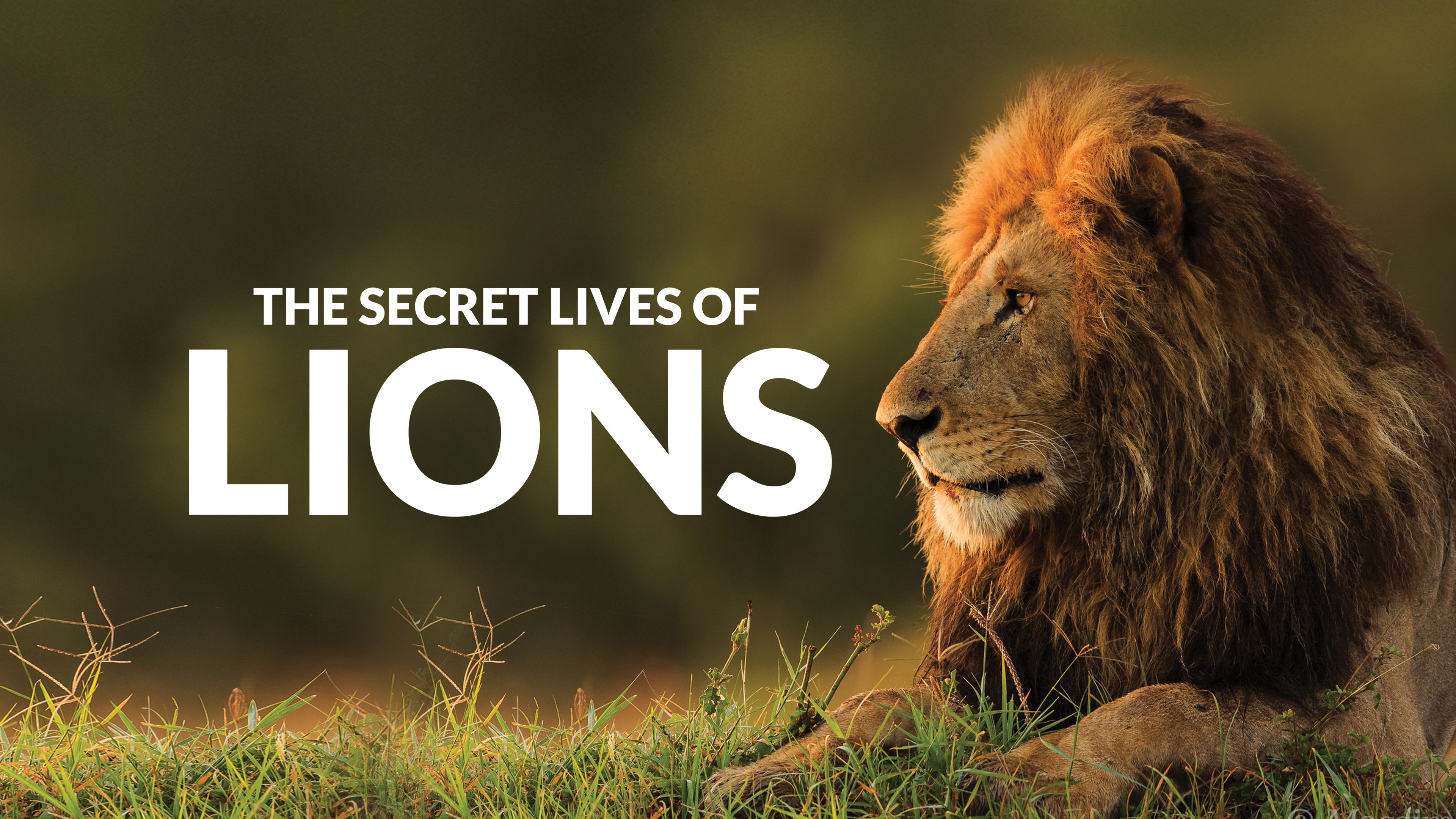 The Secret Lives Of Lions