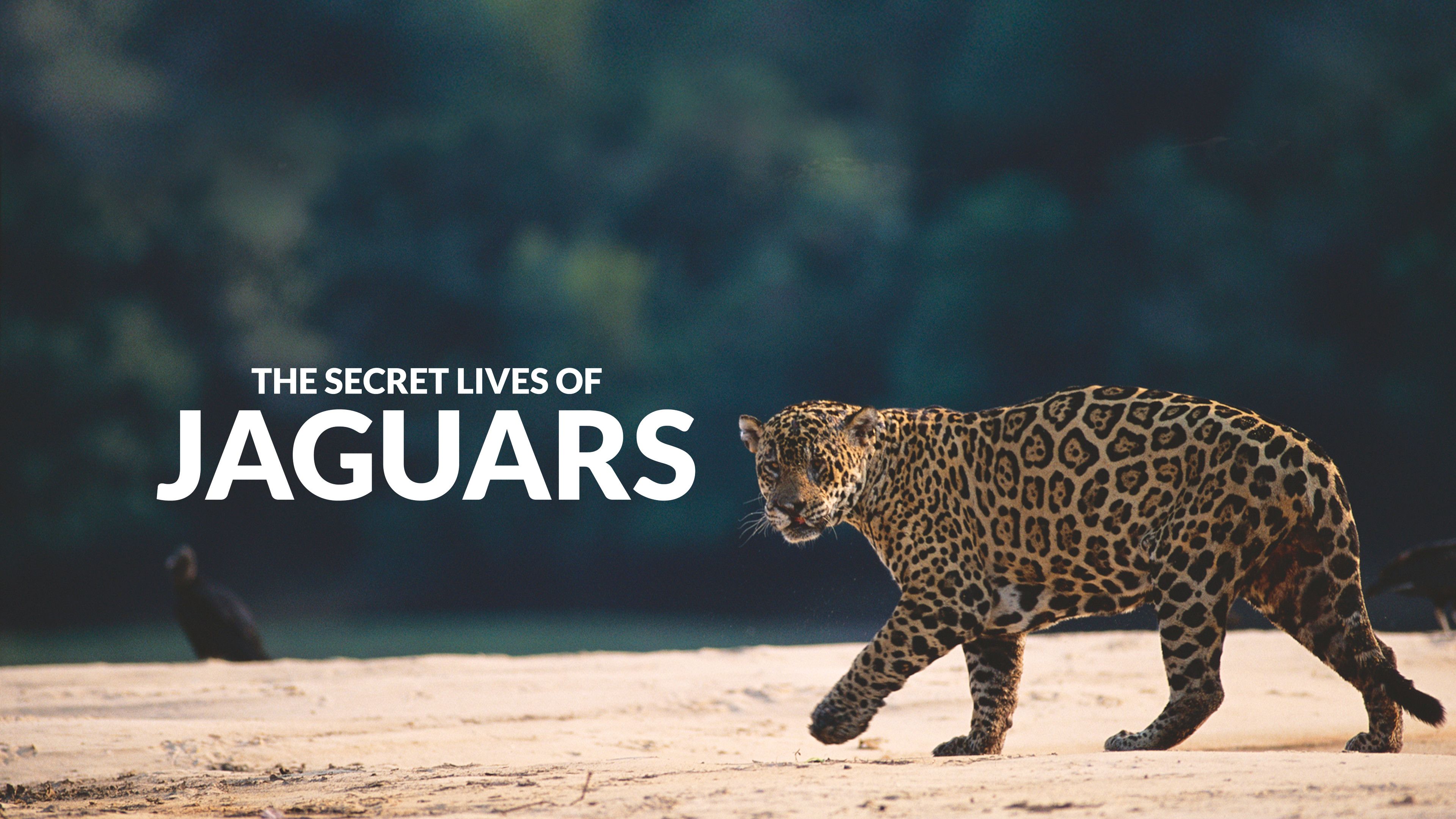 The Secret Lives Of Jaguars