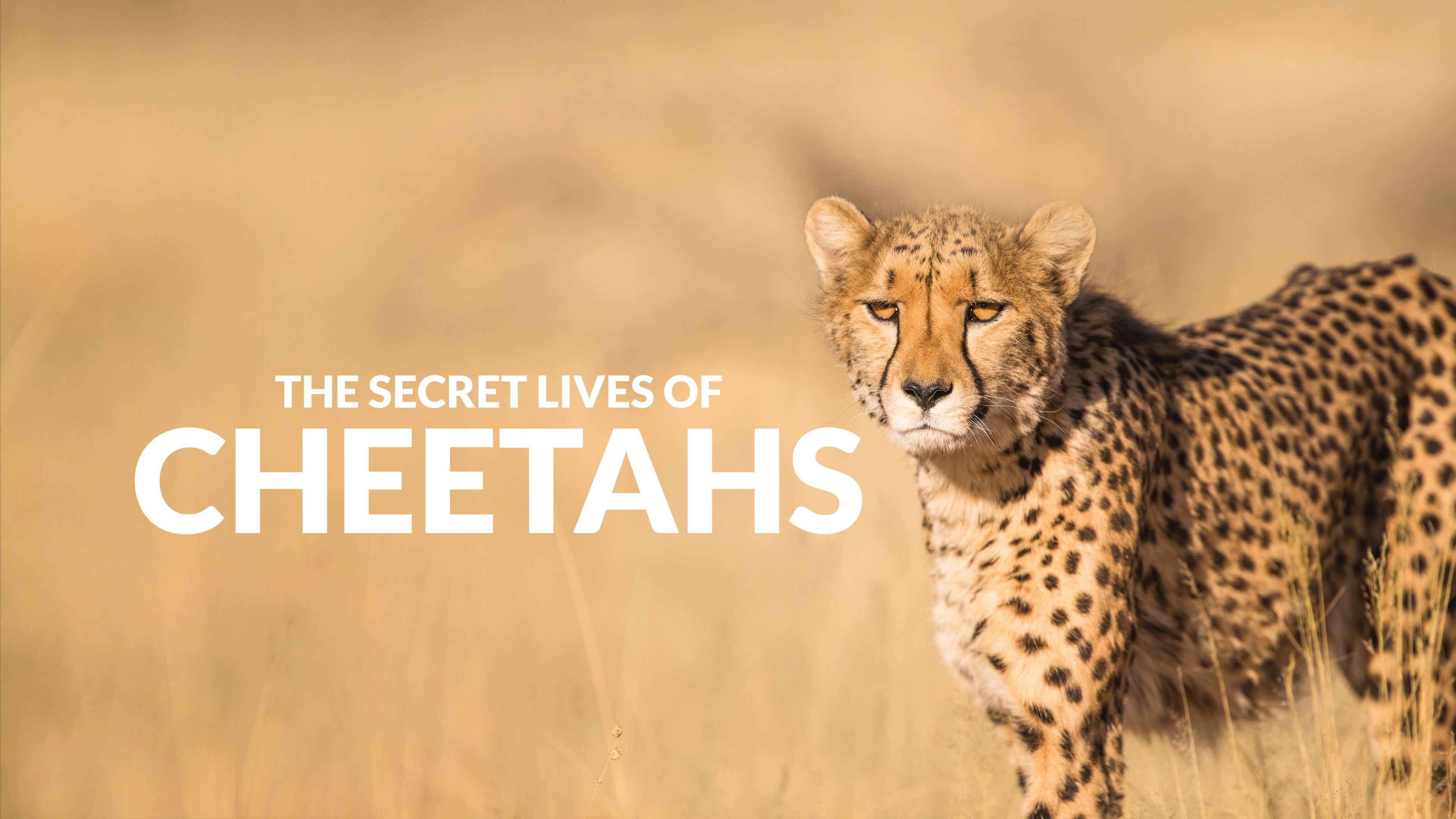 The Secret Lives Of Cheetahs