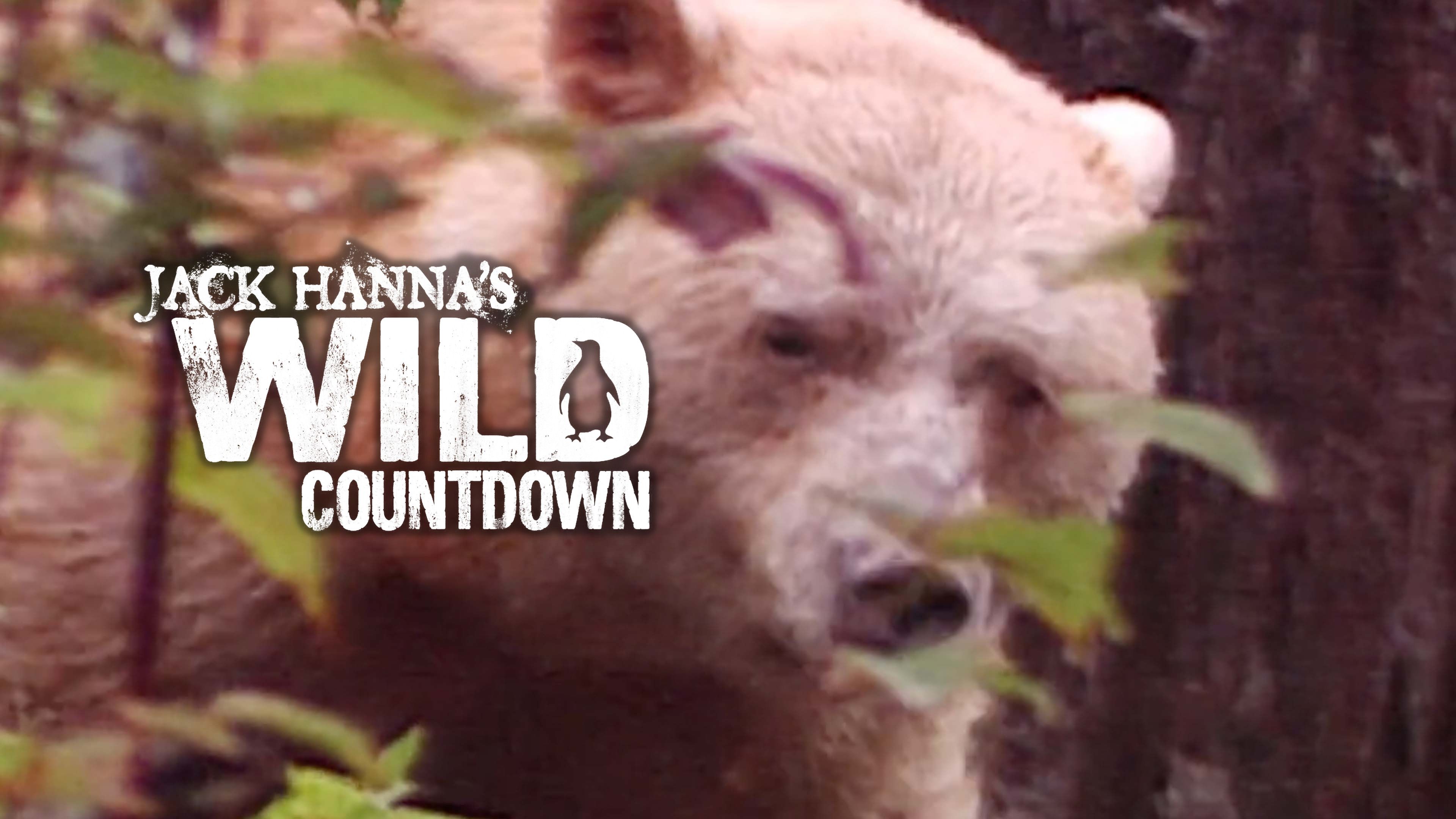 Big Bear Countdown