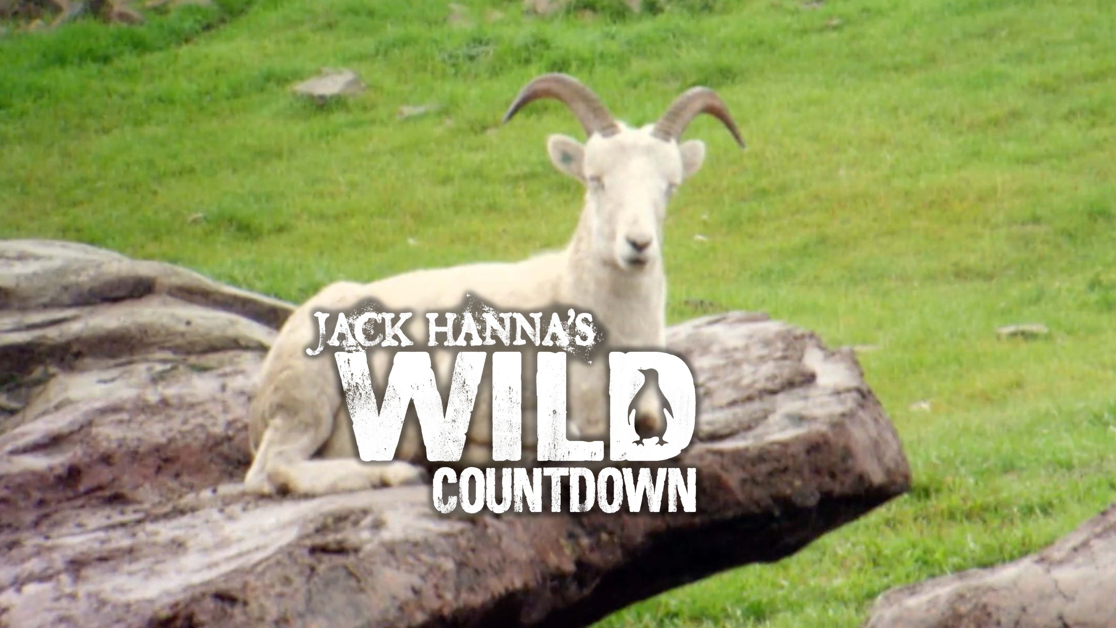Zootastic Countdown