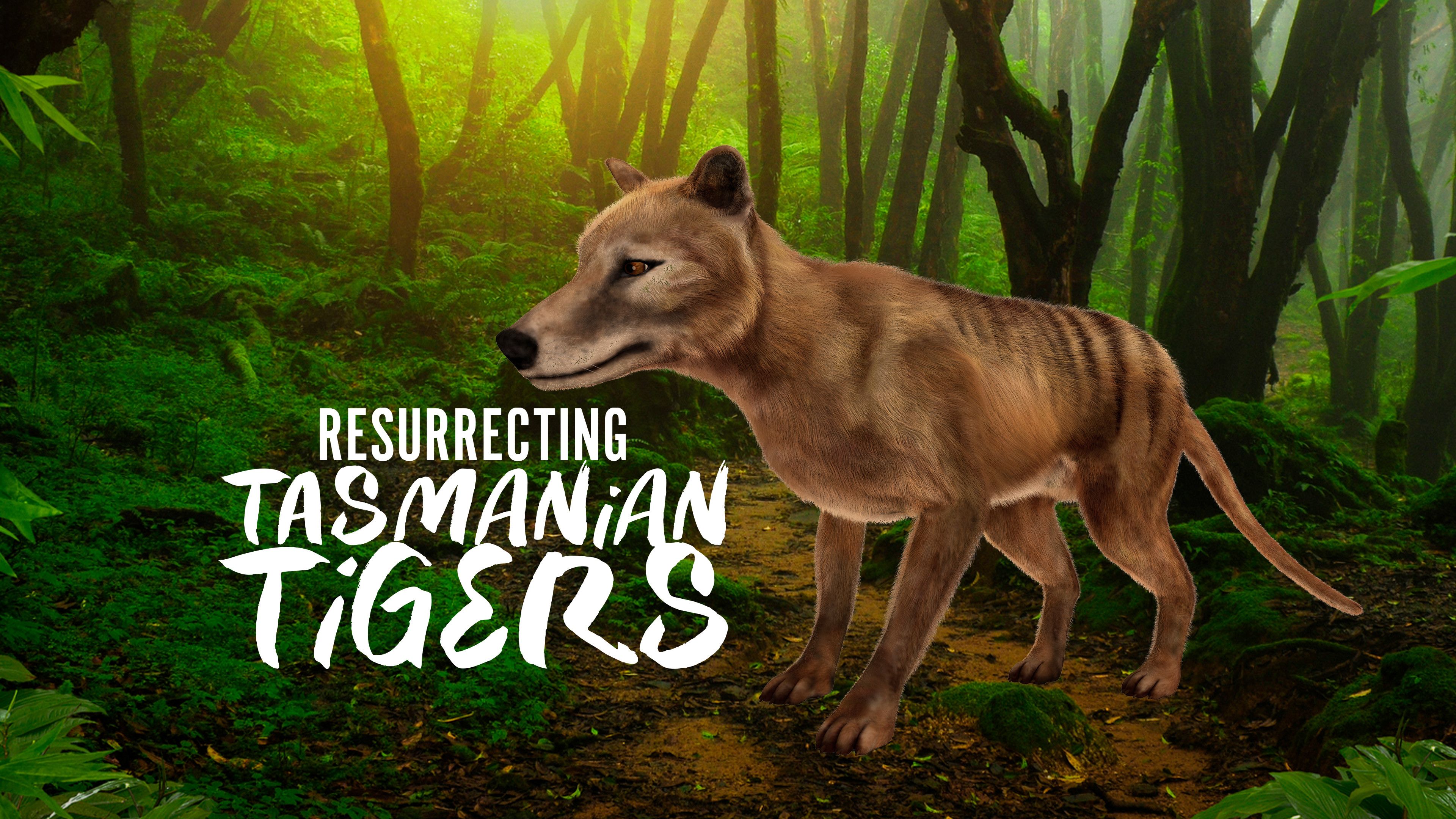 Resurrecting Tasmanian Tigers