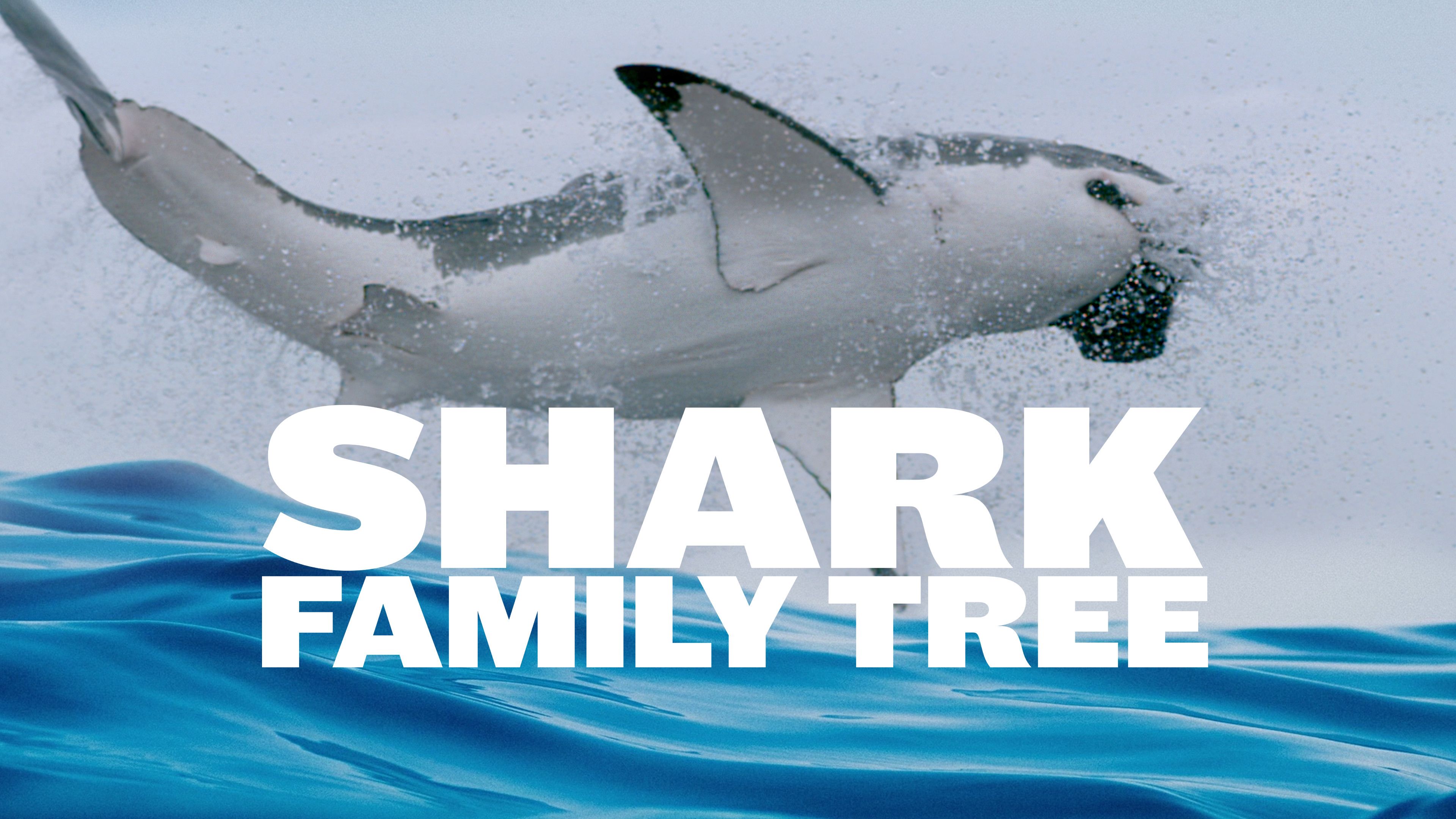 Shark Family Tree