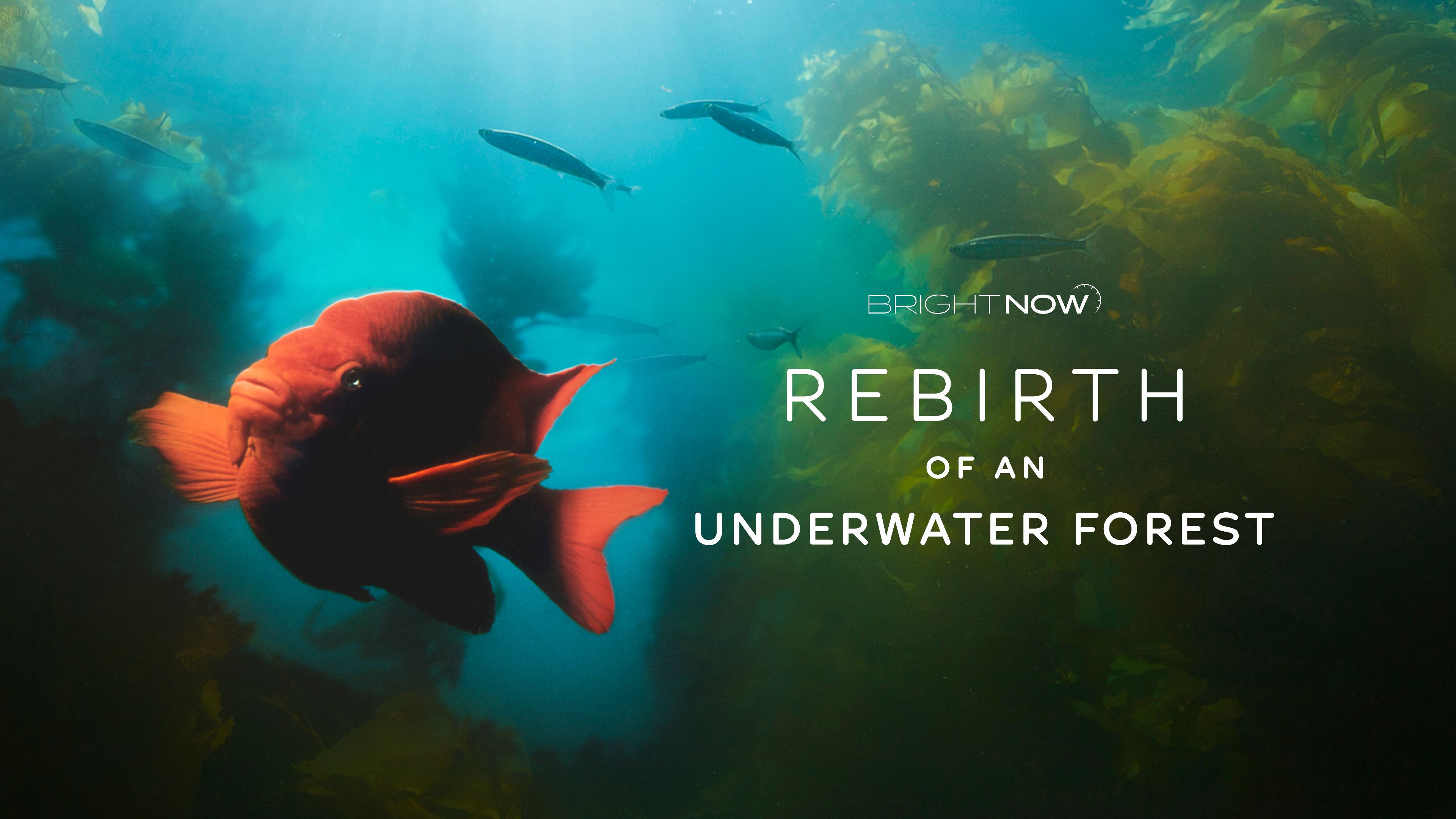 Rebirth of an Underwater Forest
