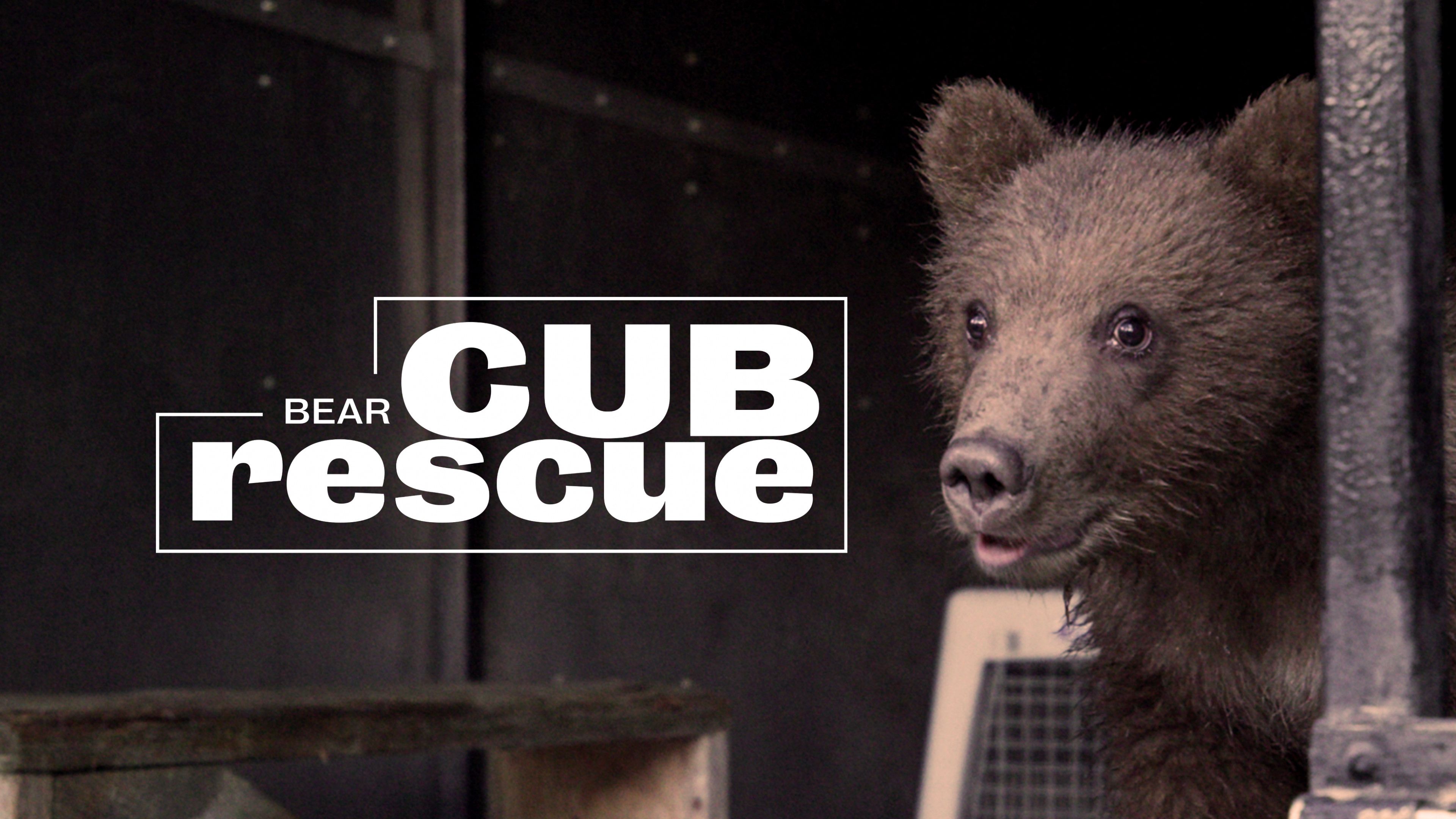 Bear Cub Rescue