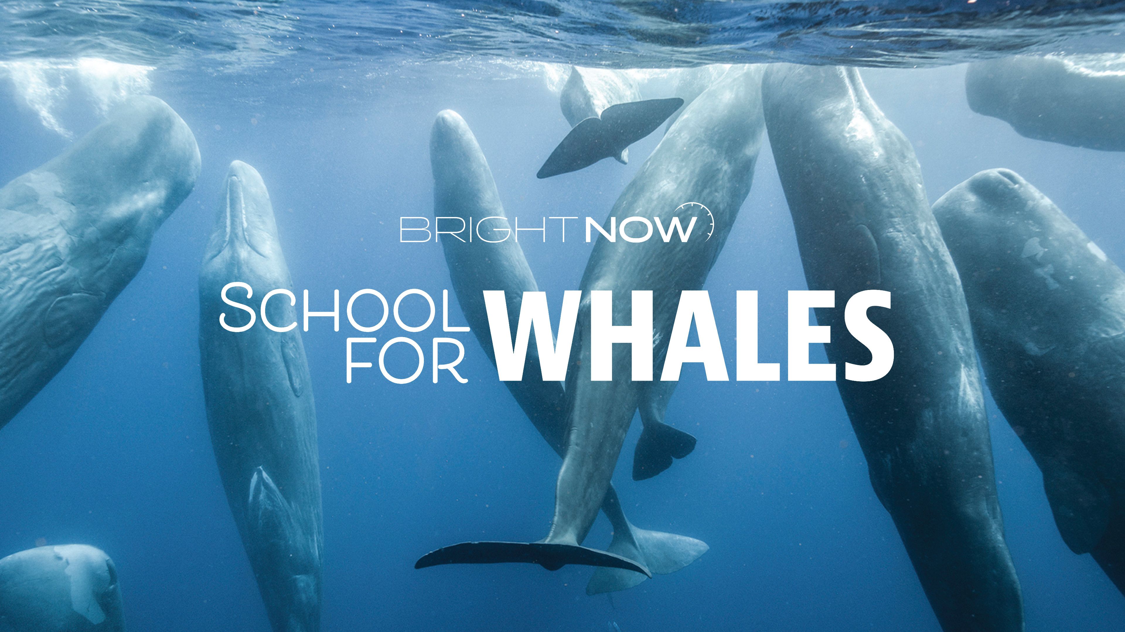 School for Whales