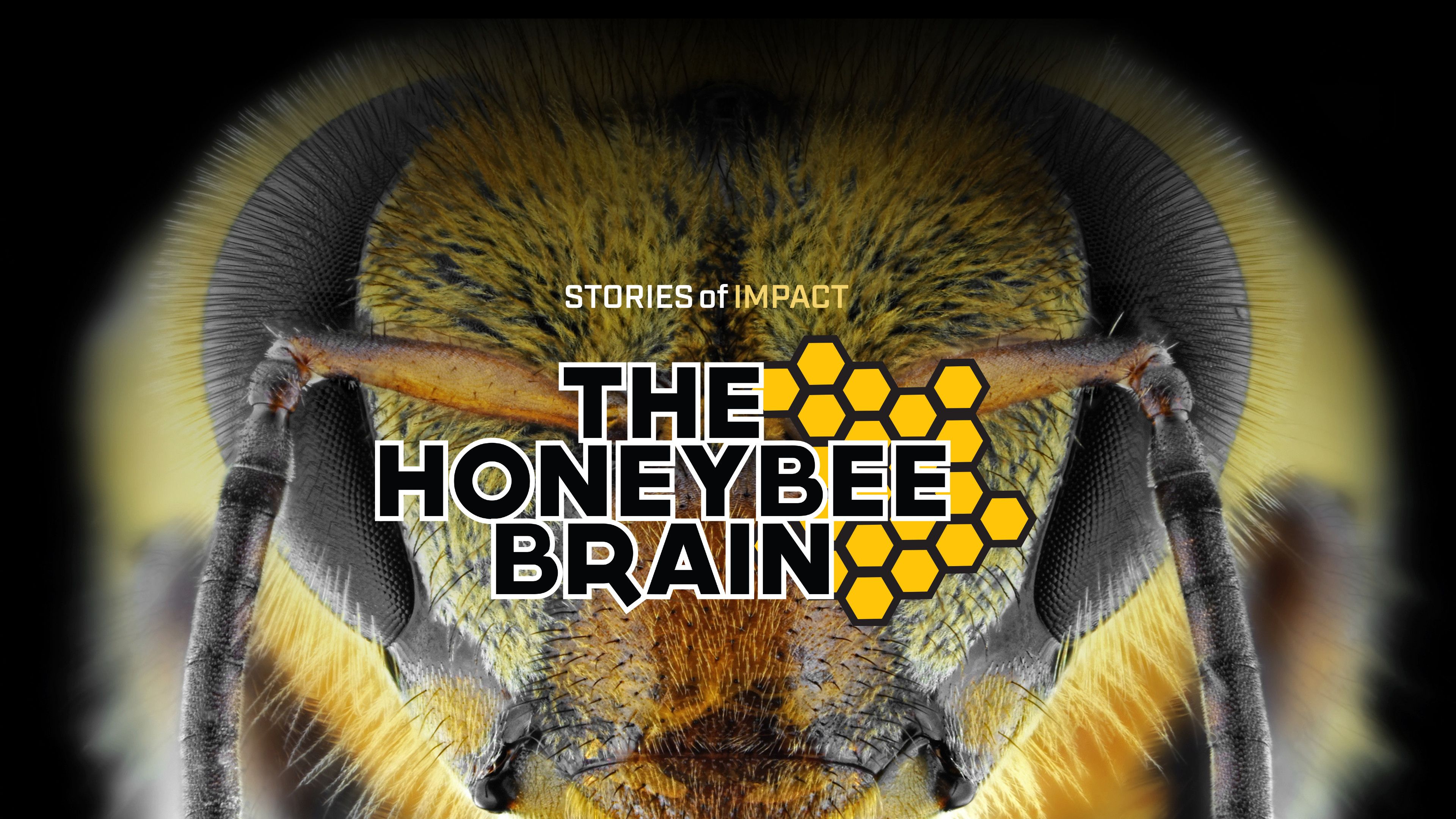 The Honeybee Brain