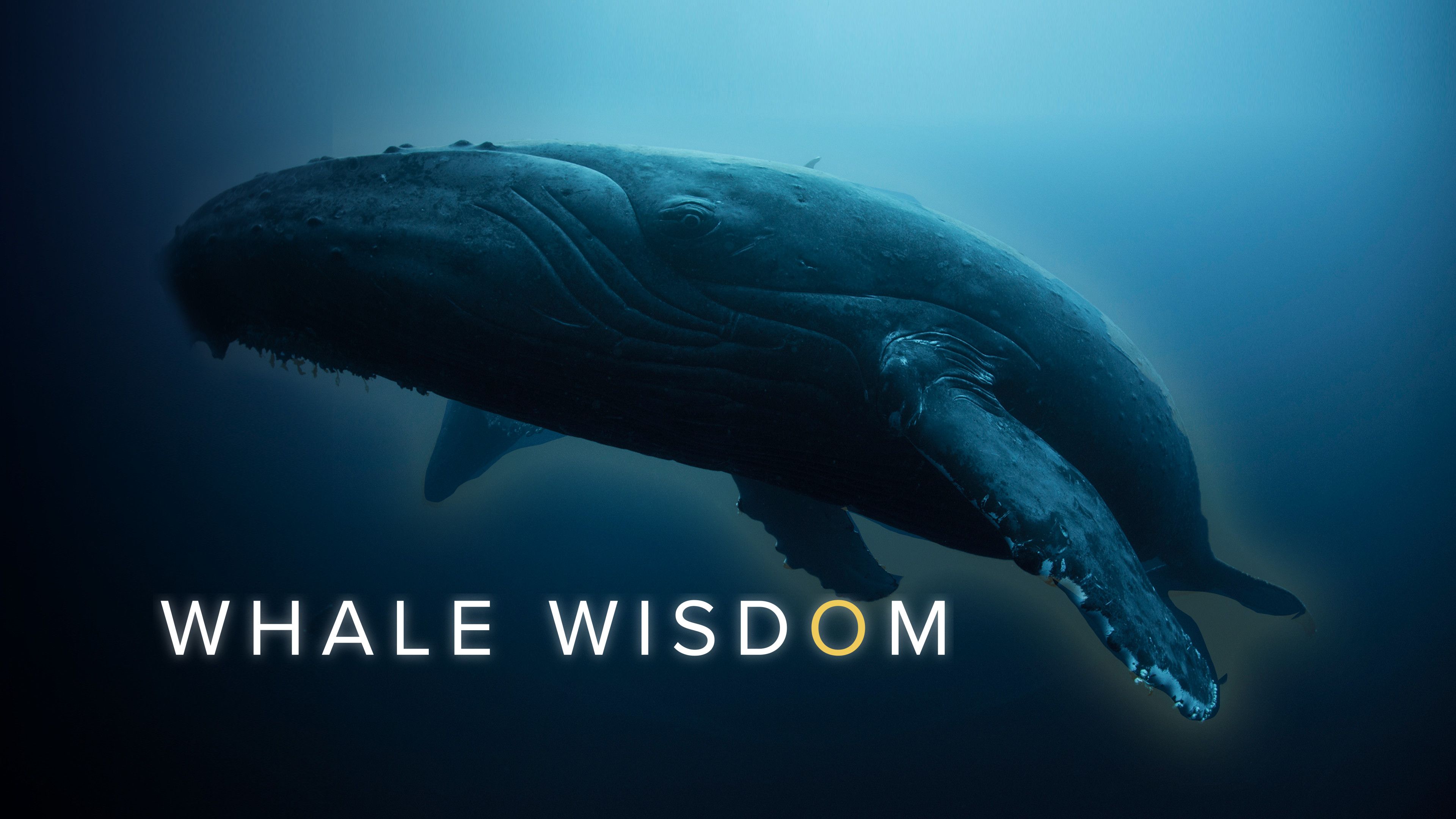 Curiosity Stream - Whale Wisdom