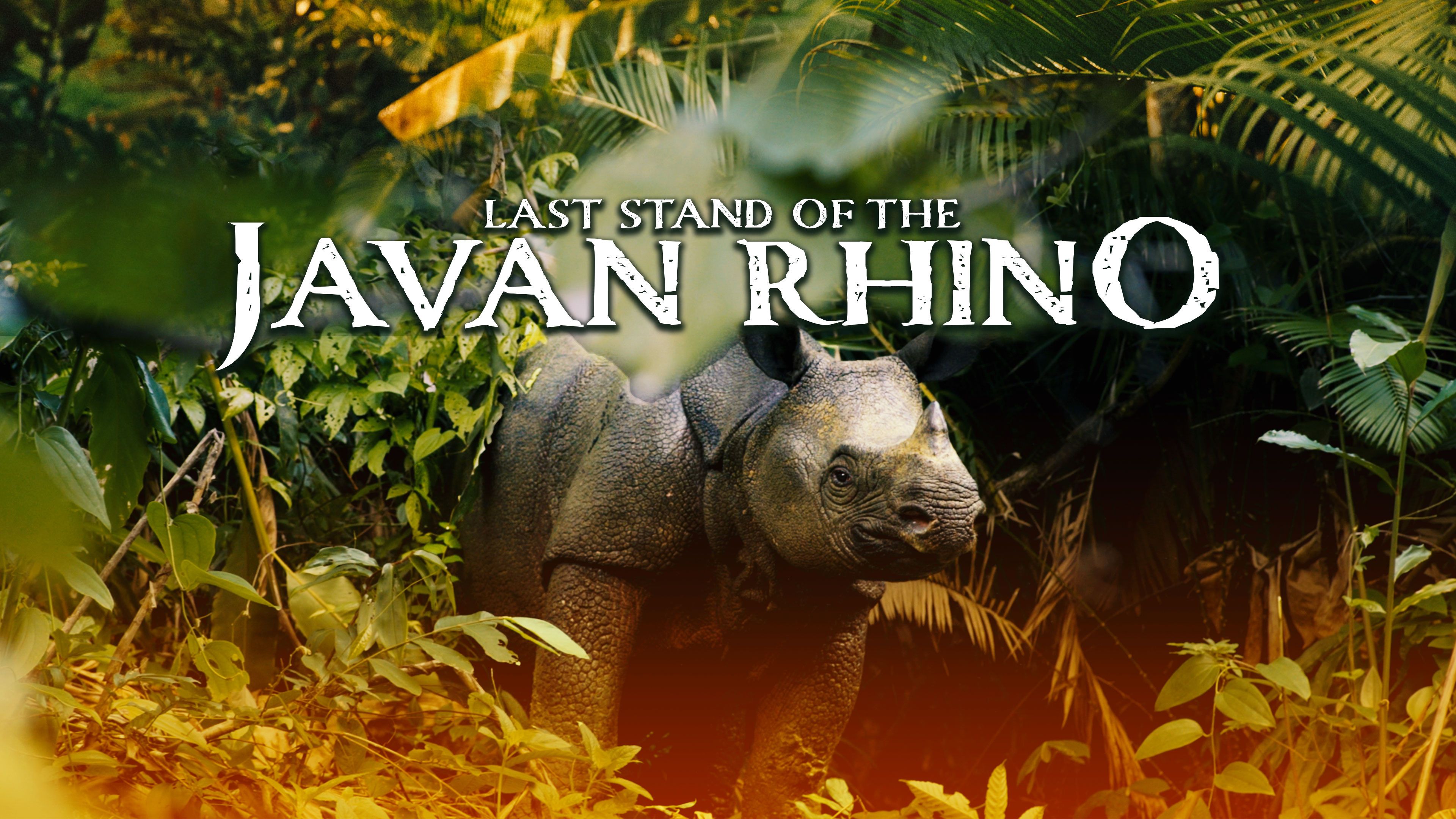 Last Stand Of The Javan Rhino