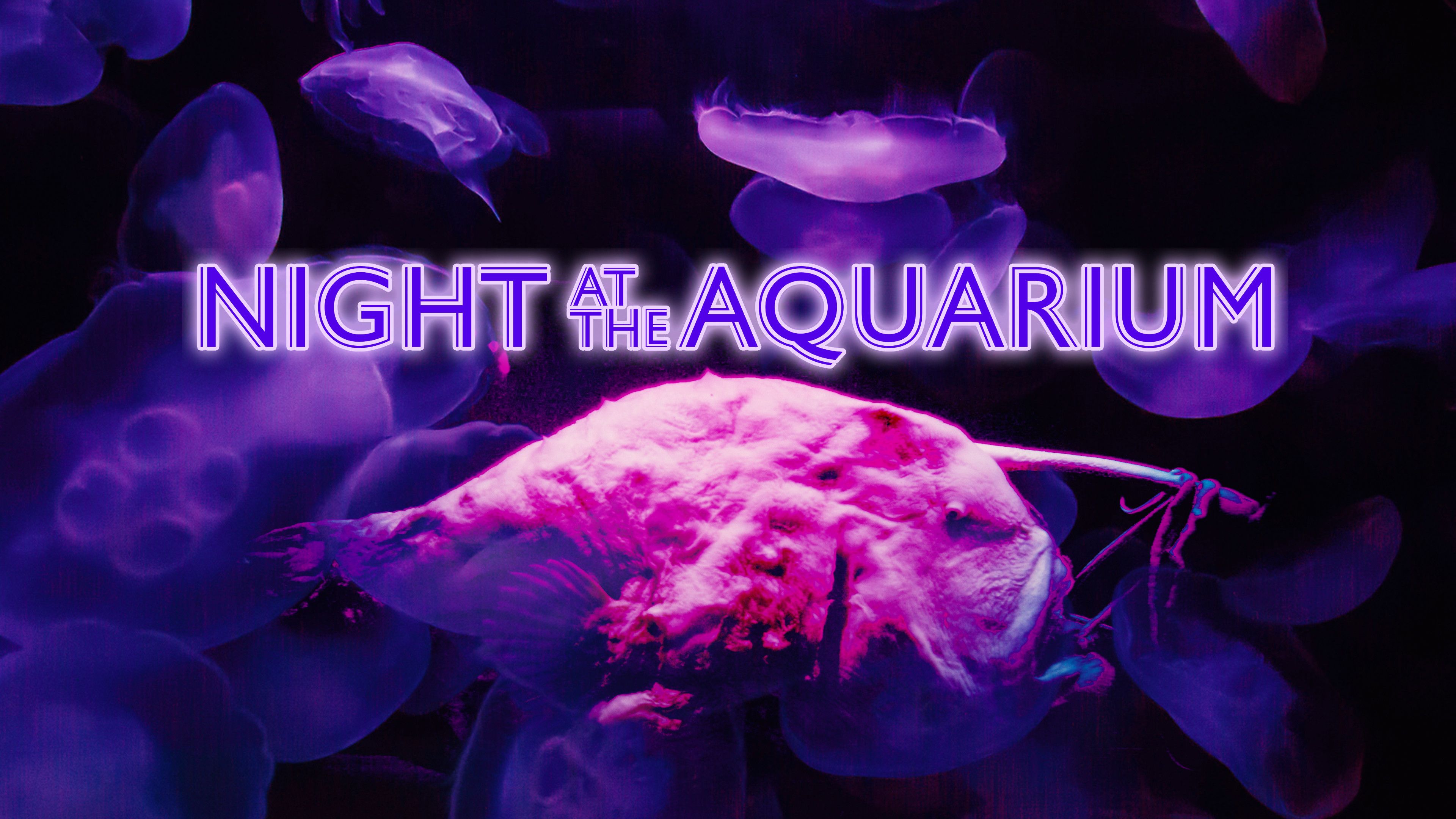 Night At The Aquarium