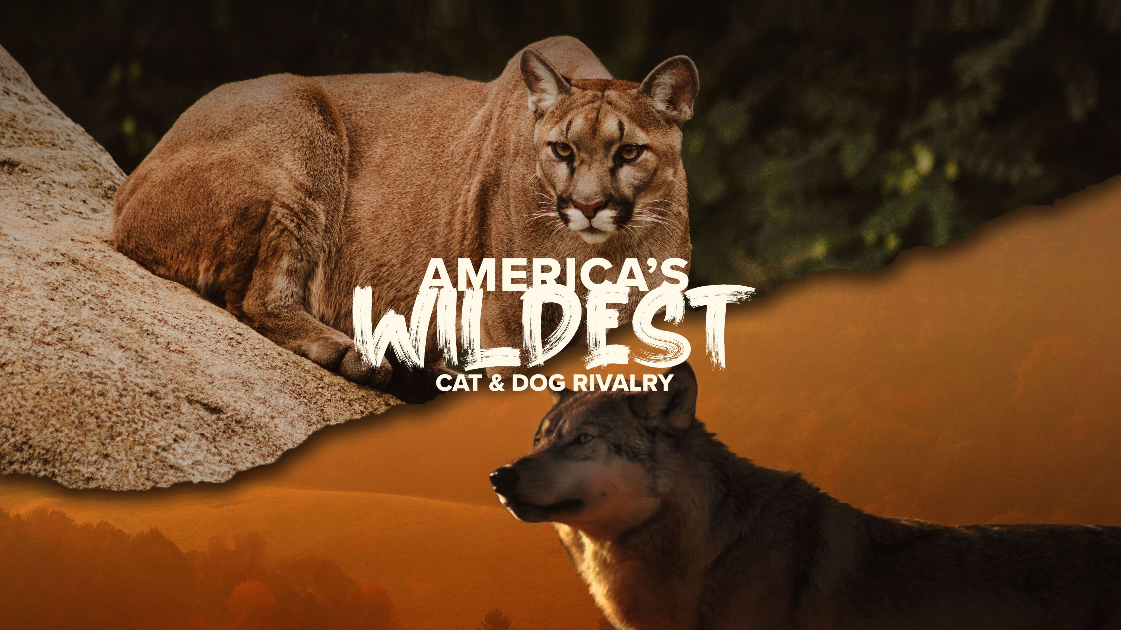 America's Wildest Cat & Dog Rivalry