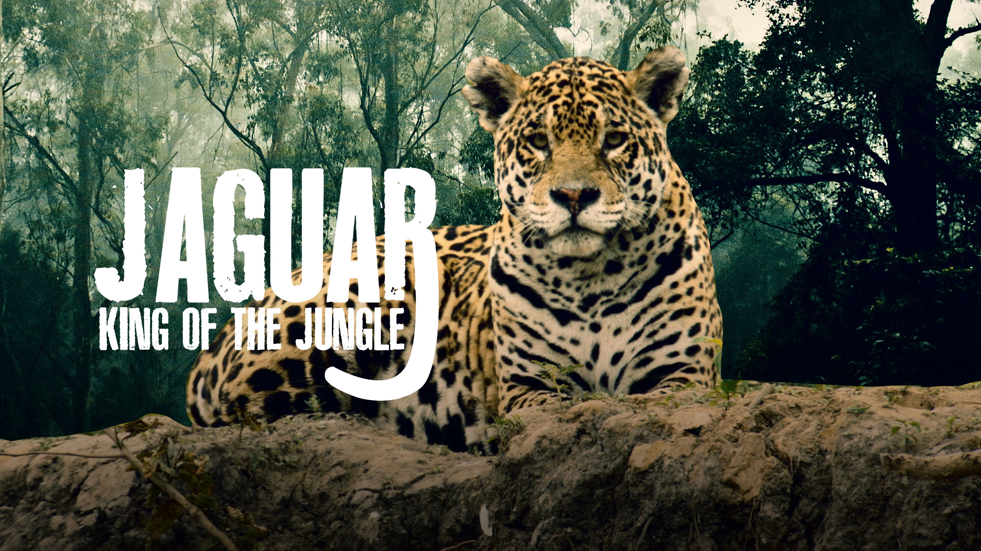 Jaguar: King of the Jungle