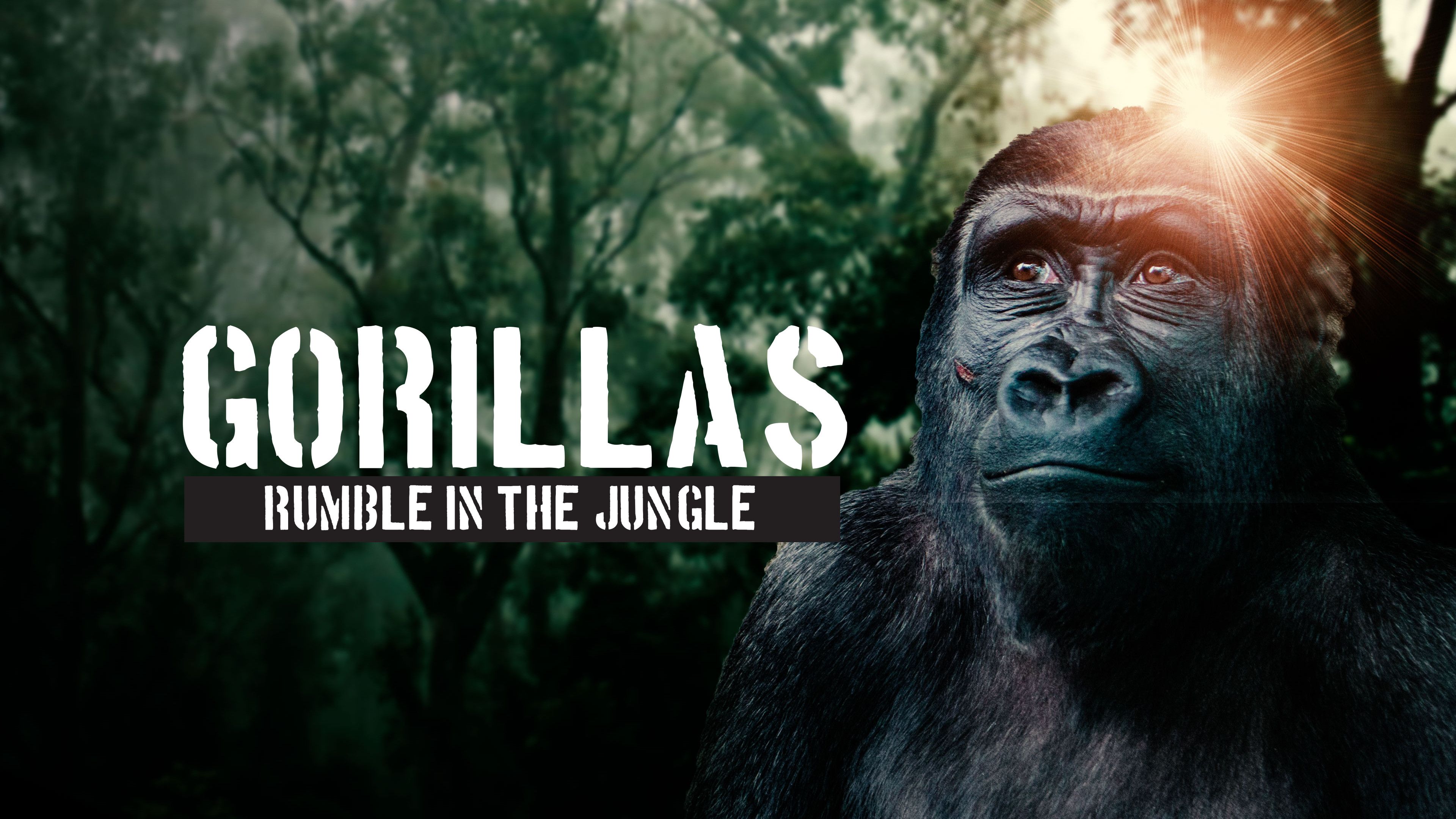 Gorillas Rumble In The Jungle