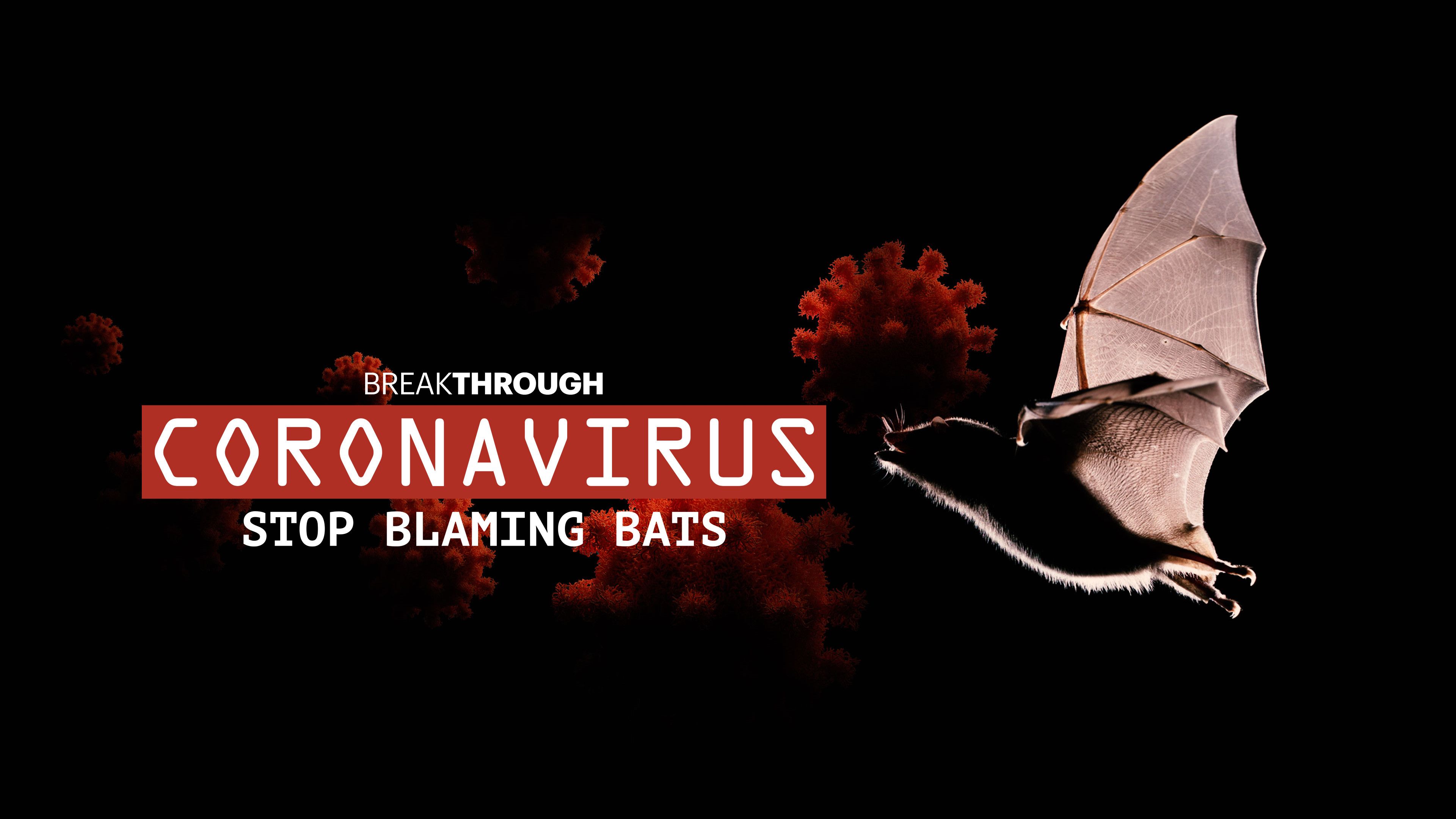 Coronavirus: Don't Blame Bats
