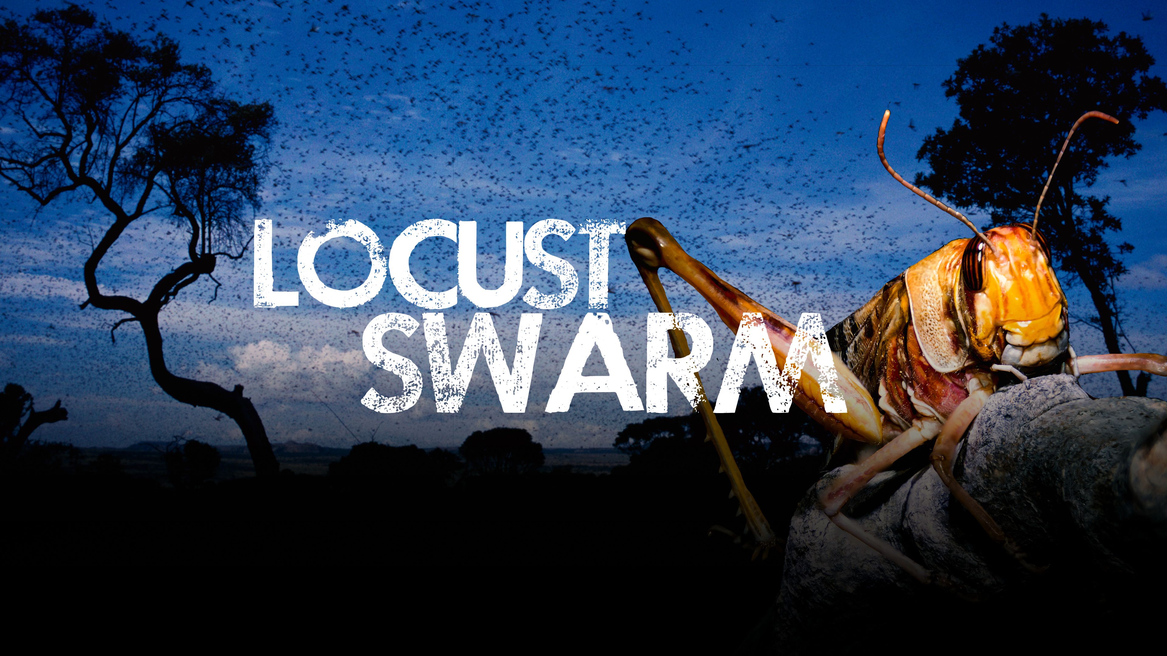 Locust Swarm