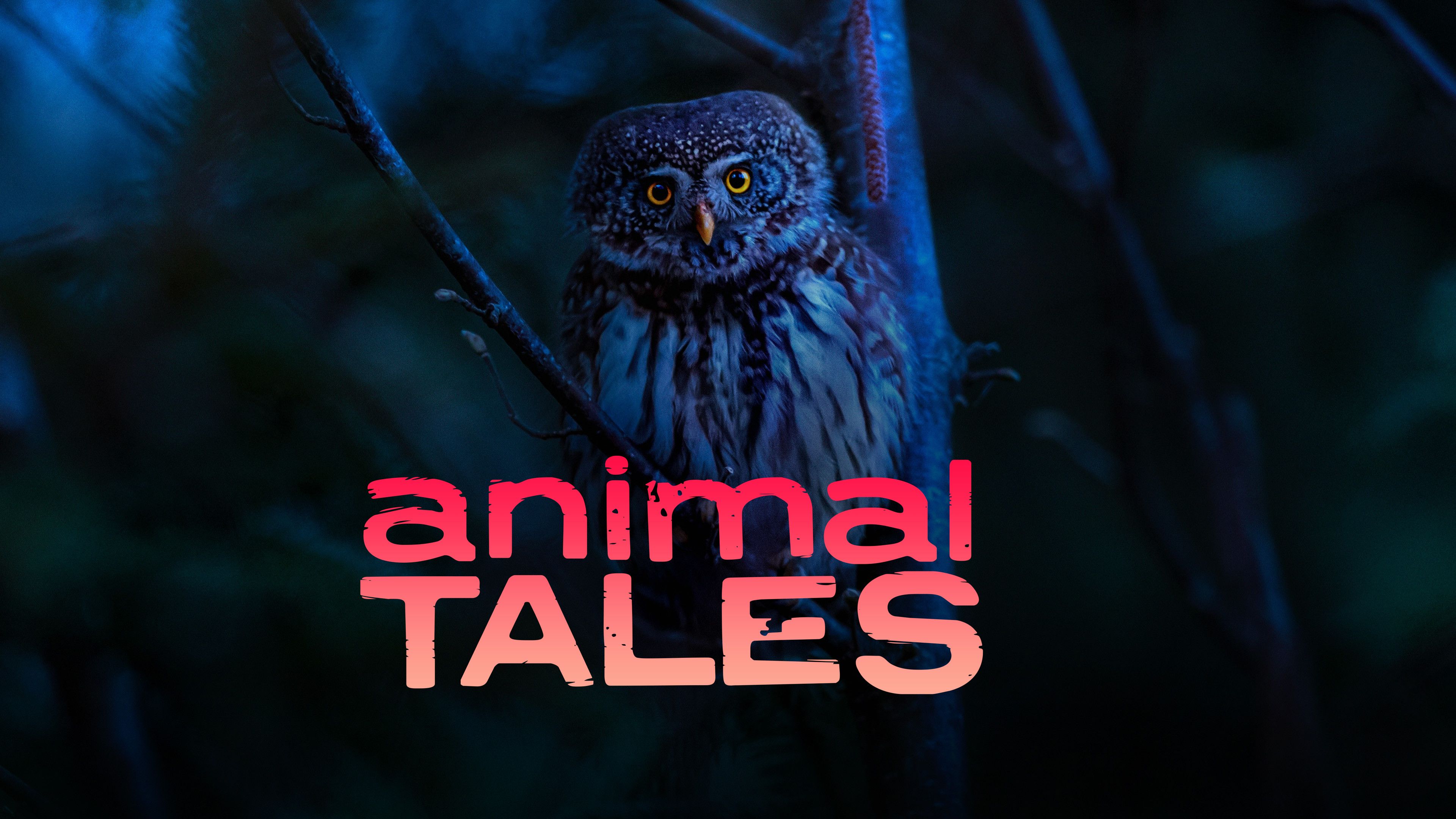 Animals at Night
