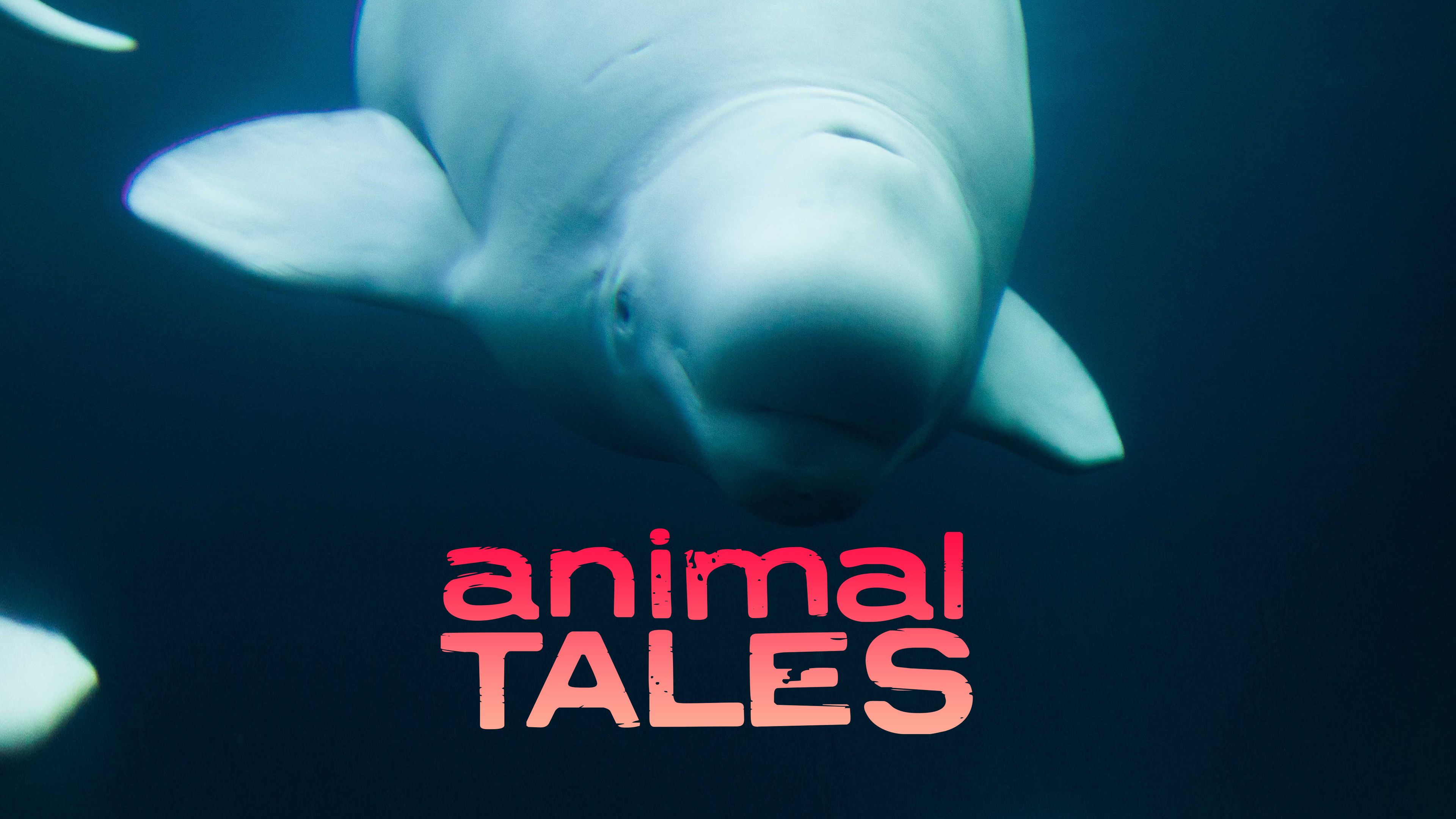 The Mystery of the Belugas