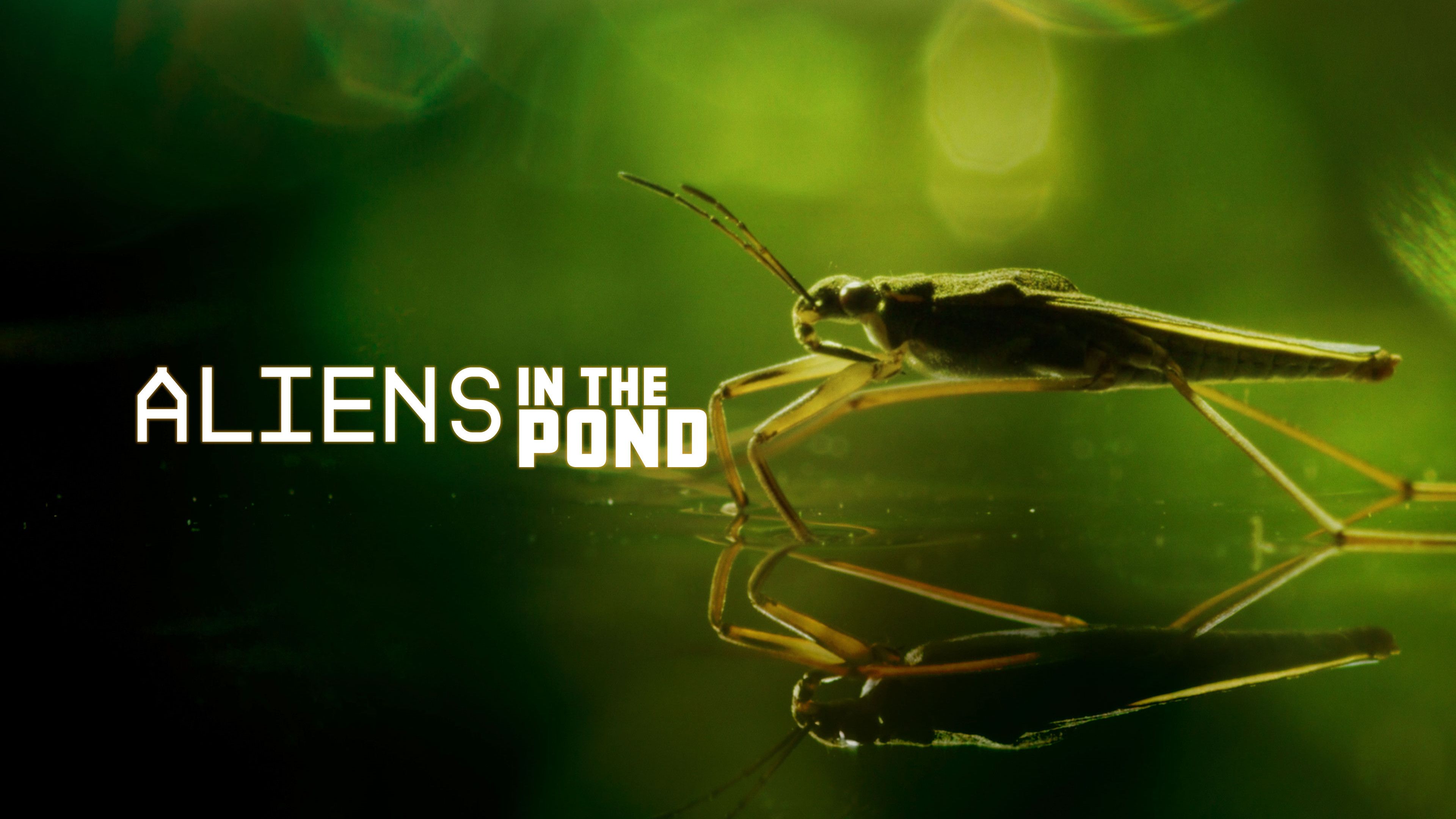 Aliens In the Pond