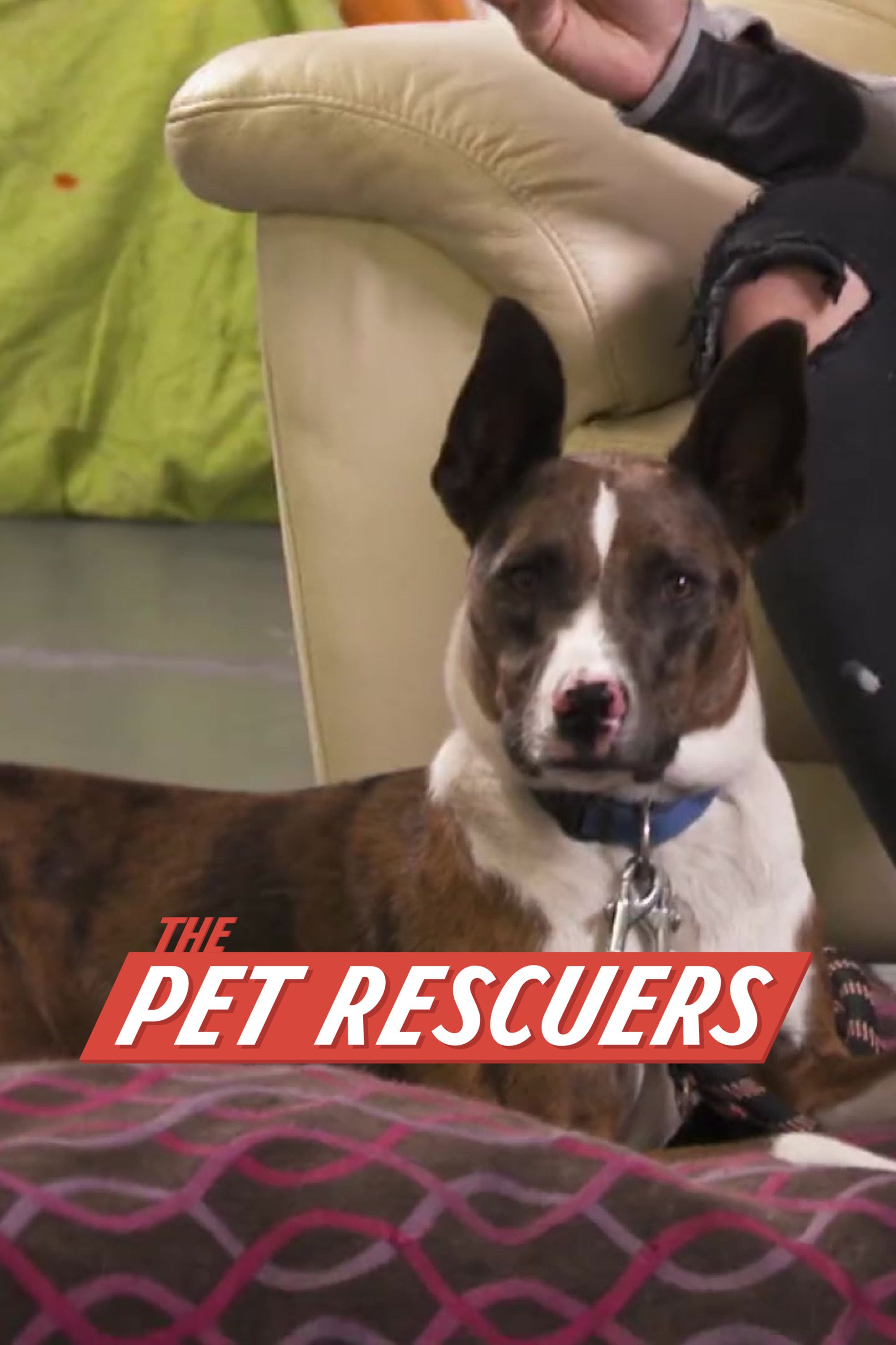 Animal Rescuers Tv Show 60 Photos - Moonagedaydream.film