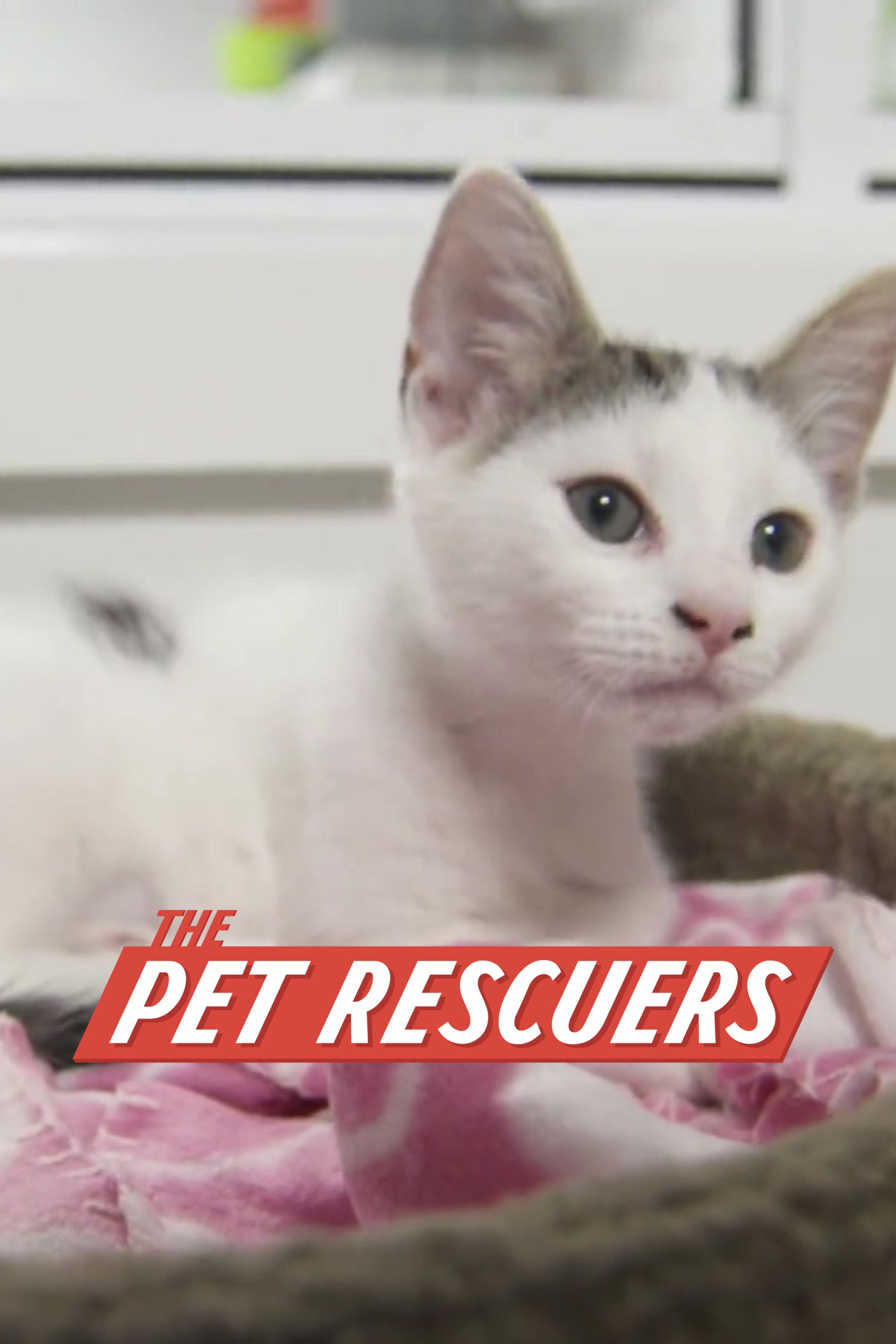Animal Rescuers Tv Show 60 Photos - Moonagedaydream.film