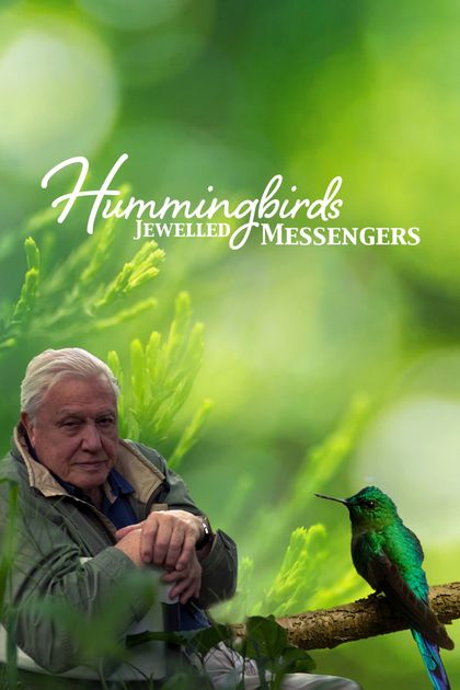 Colibríes: mensajeros preciados