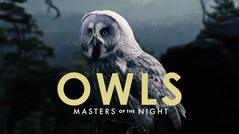 モンスター OWLSAME スティール モンスター OWLSAME スティール モンスター OWLSAME スティール