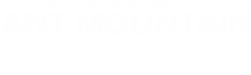 David Attenborough's Ant Mountain
