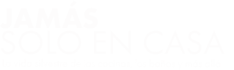 Nunca estamos solos en casa. La vida salvaje de las cocinas, baños y más.